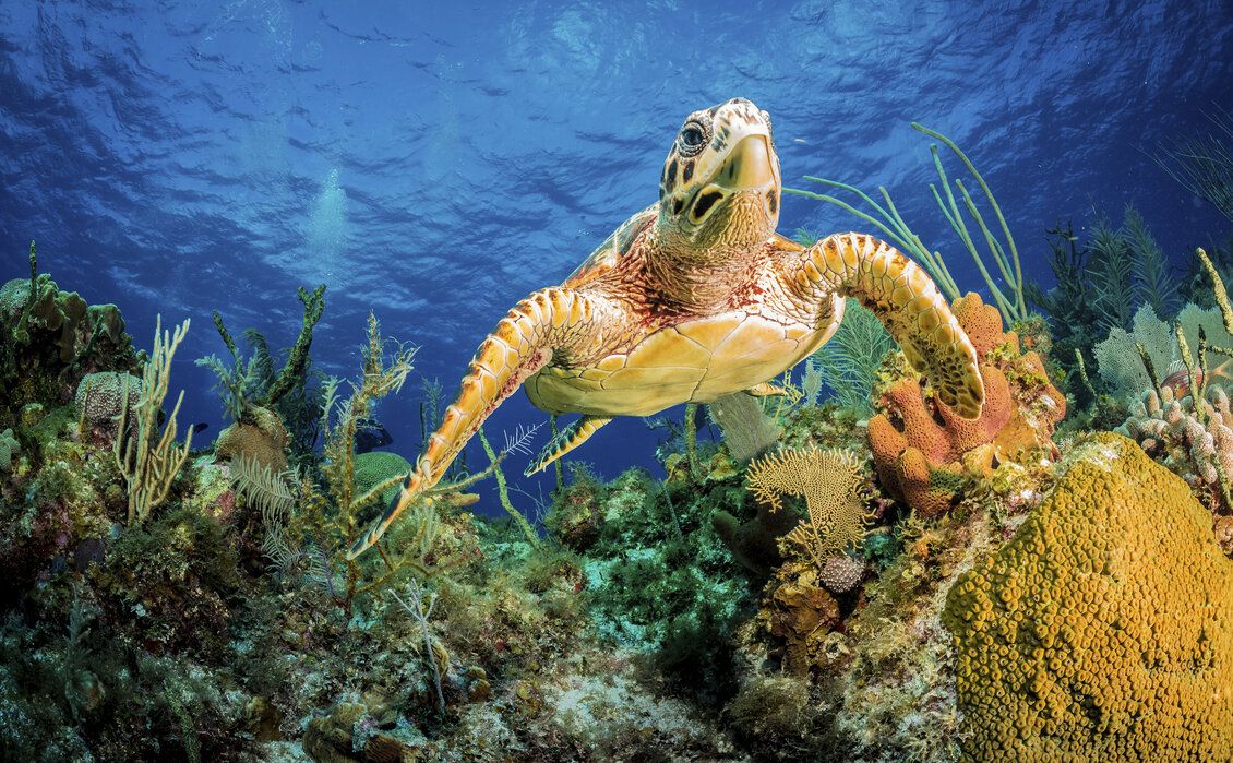 1130x699 Hawksbill Turtle Swimming