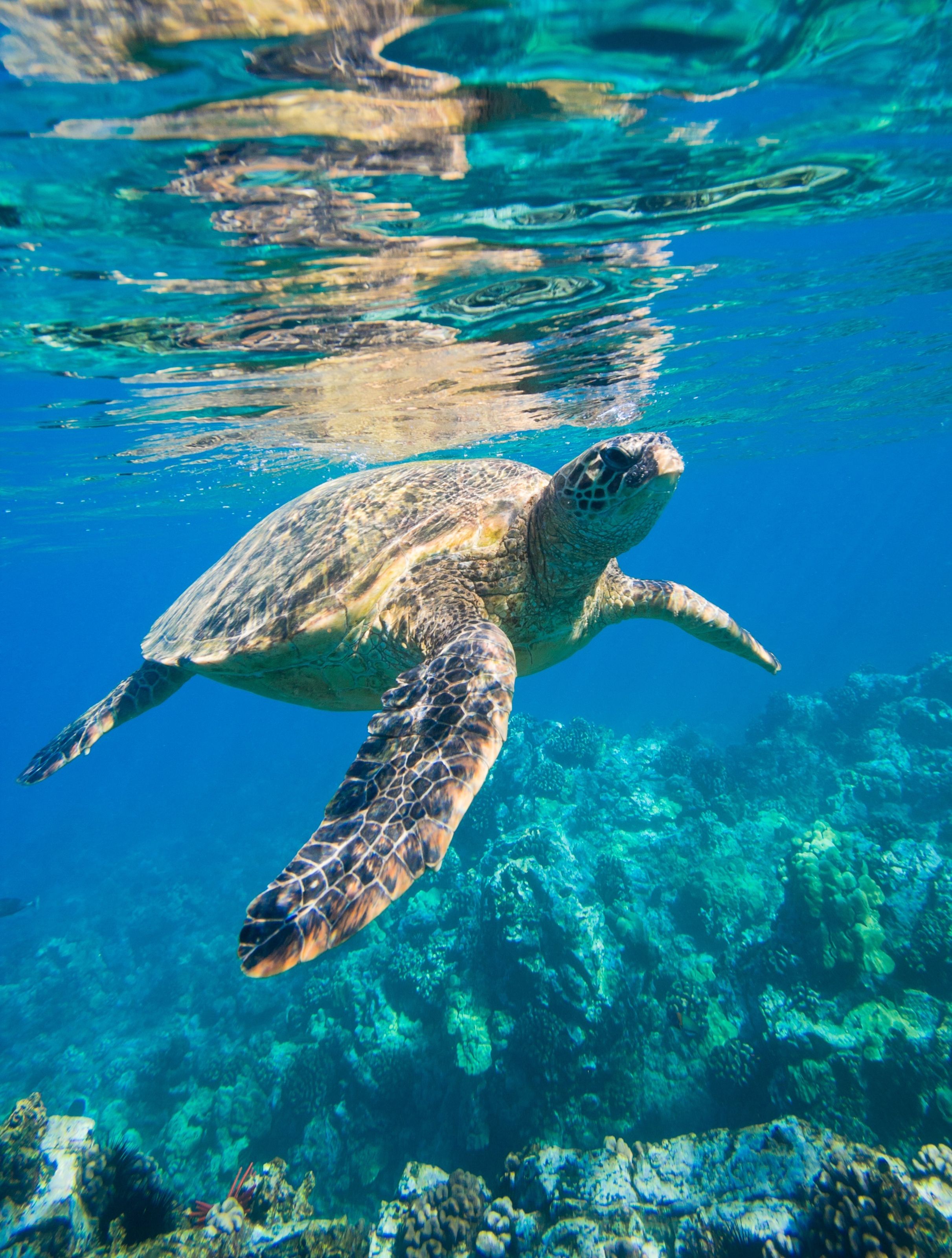 2422x3200 Green Sea Turtle Mural Your Way