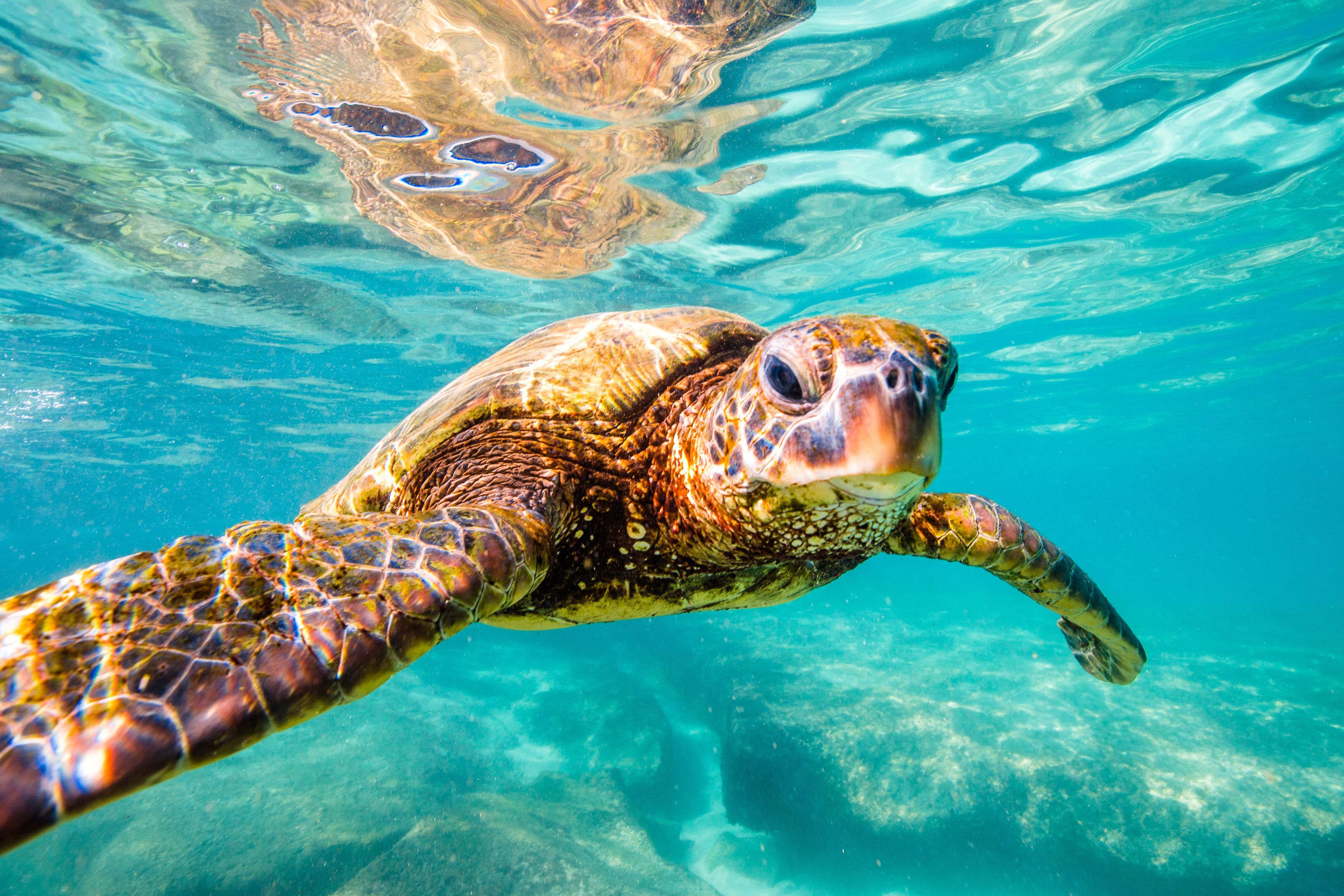 3200x2133 Cruisin' Sea Turtle Wall Mural