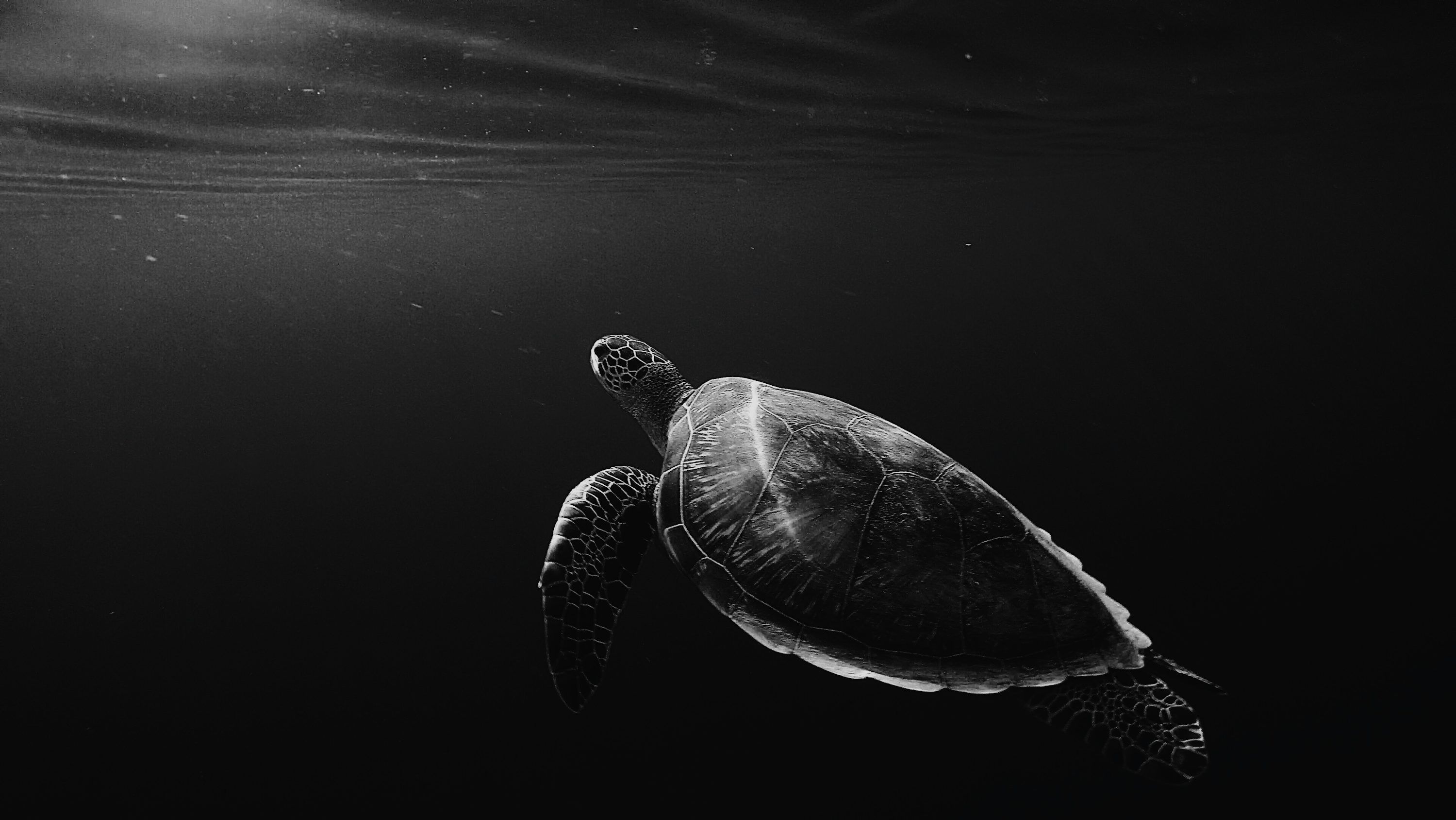 3000x1688 Silhouette of sea turtle underwater photo