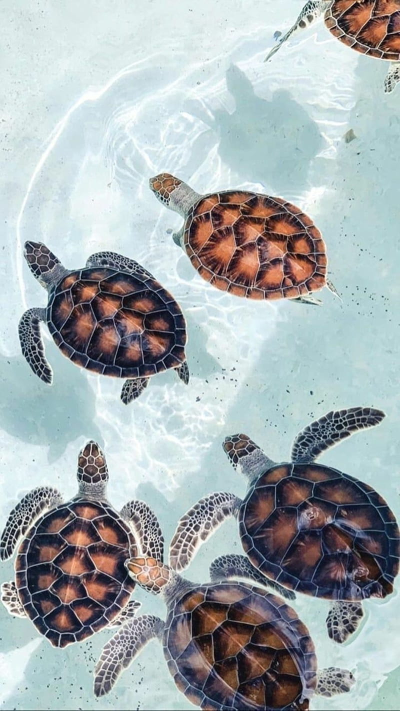 800x1422 Turtles, beach, water, HD phone wallpaper
