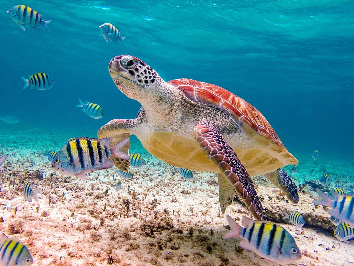 1200x900 Majestic Sea Turtle Swimming Amidst Vibrant Coral Reefs.co.uk. Bespoke Wallpaper Murals