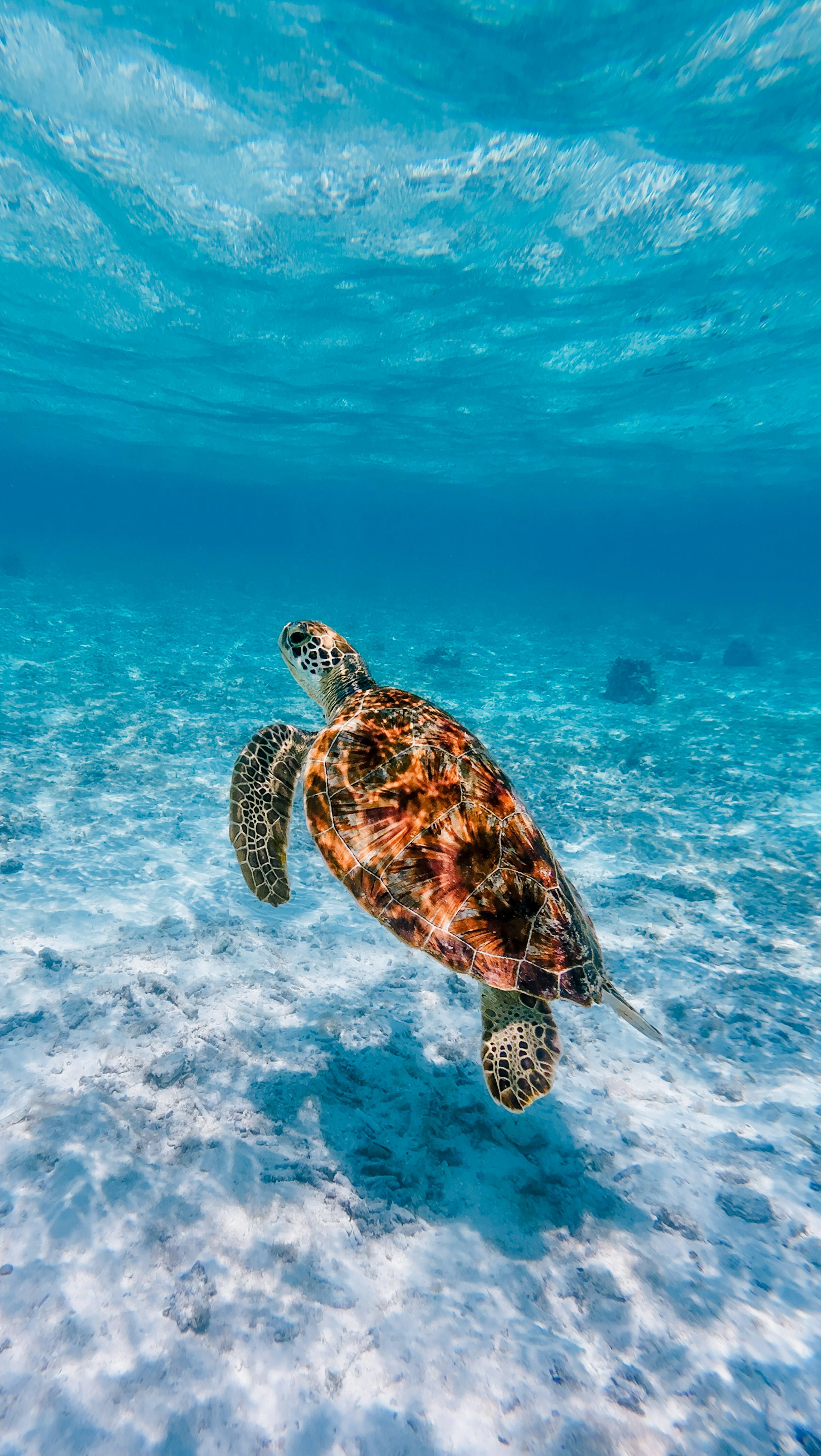 3000x5320 A sea turtle swims gracefully in clear blue ocean water. photo