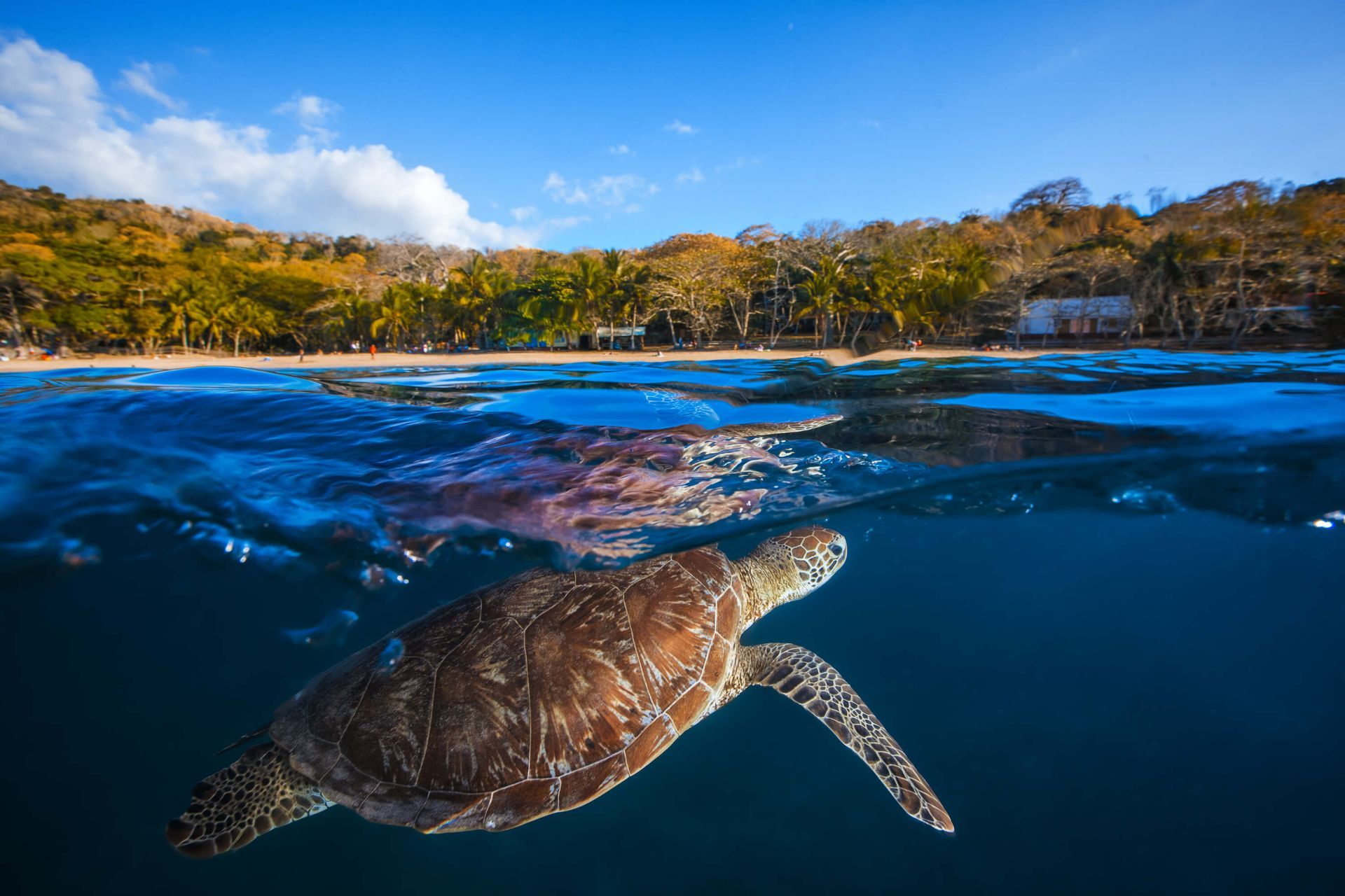 1920x1280 Wallpaper Mural Turtle