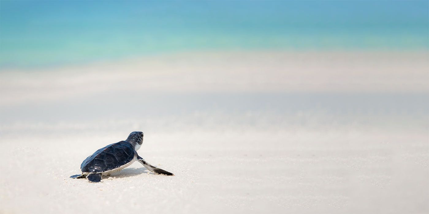 1400x700 Charming Sea Turtles