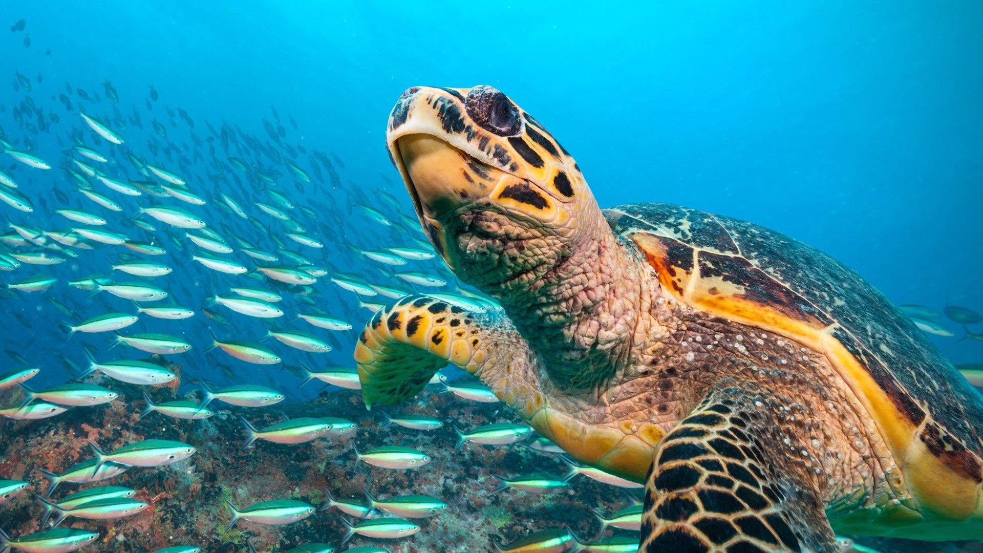 1920x1080 Hawksbill Sea Turtle flowing in Indian ocean. Windows Spotlight Image