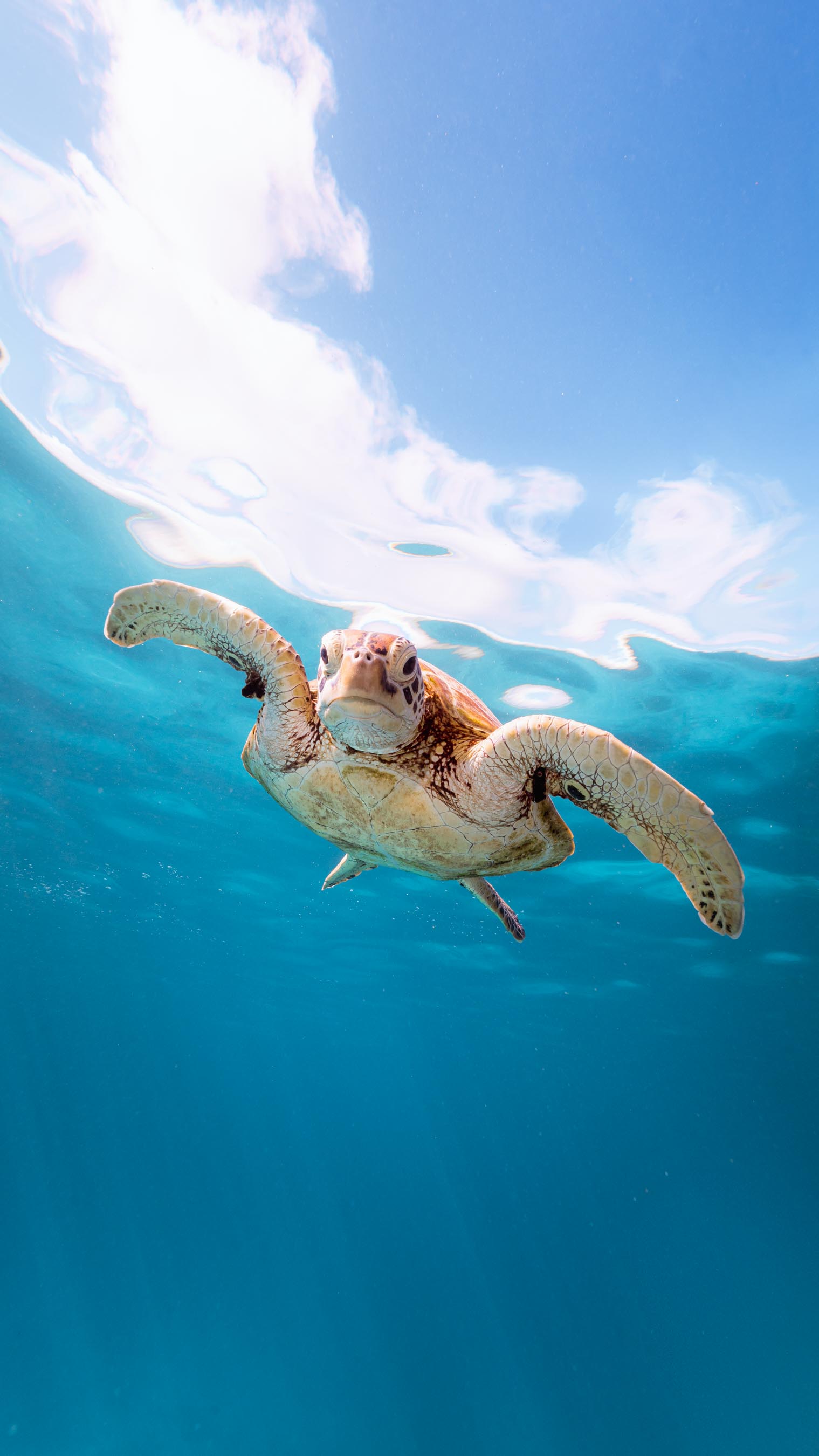 1519x2700 Turtle Hatchling Phone Wallpaper
