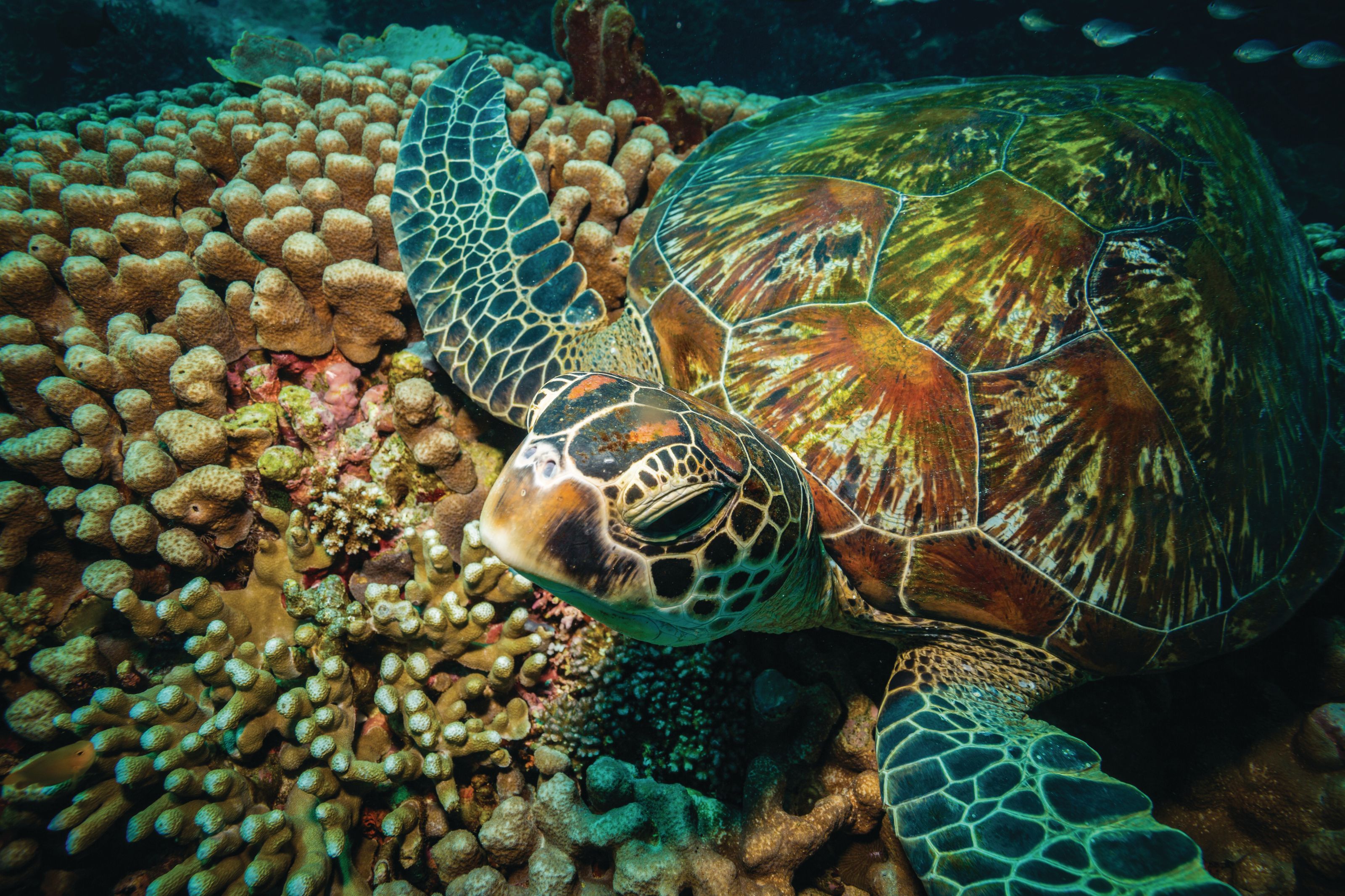 3200x2133 Colorful Sea Turtle Mural Your Way