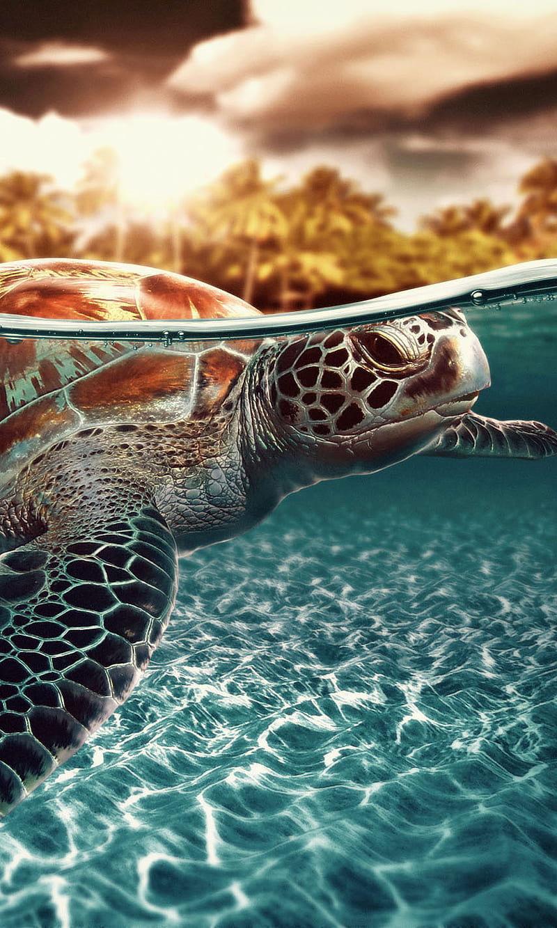 800x1333 Sea Turtle, HD phone wallpaper
