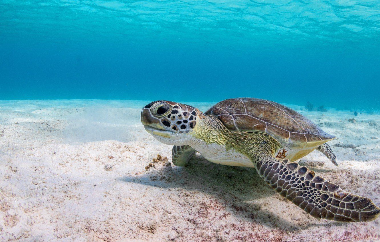 1332x850 Sea Turtle Desktop Wallpaper 79140