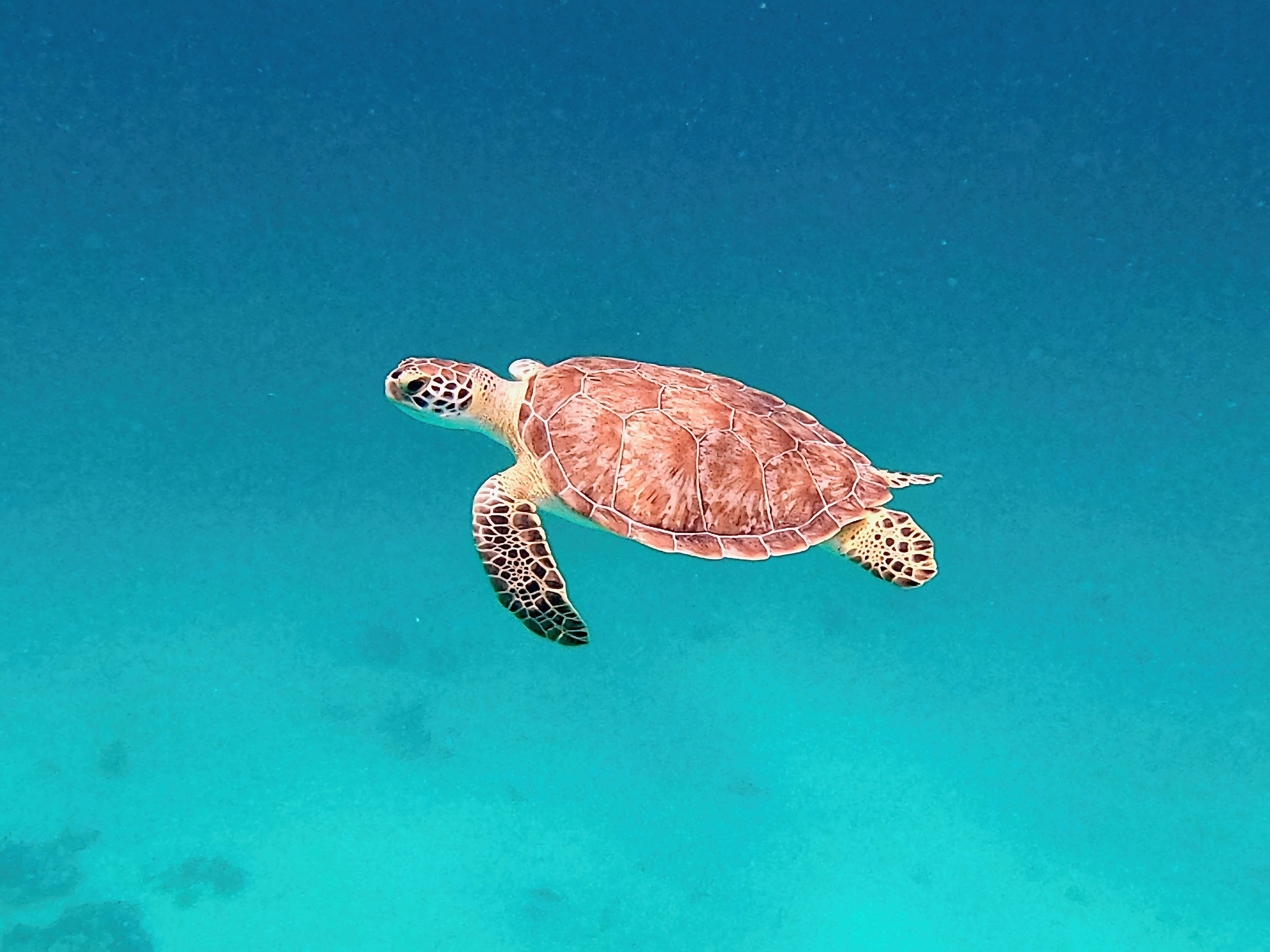 3000x2250 A sea turtle swims in clear blue ocean water. photo