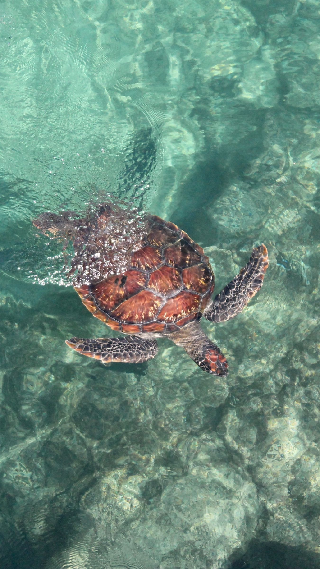 1350x2400 Download wallpaper 1350x2400 turtle, sea, water, swim iphone 8+/7+/6s+/for parallax HD background