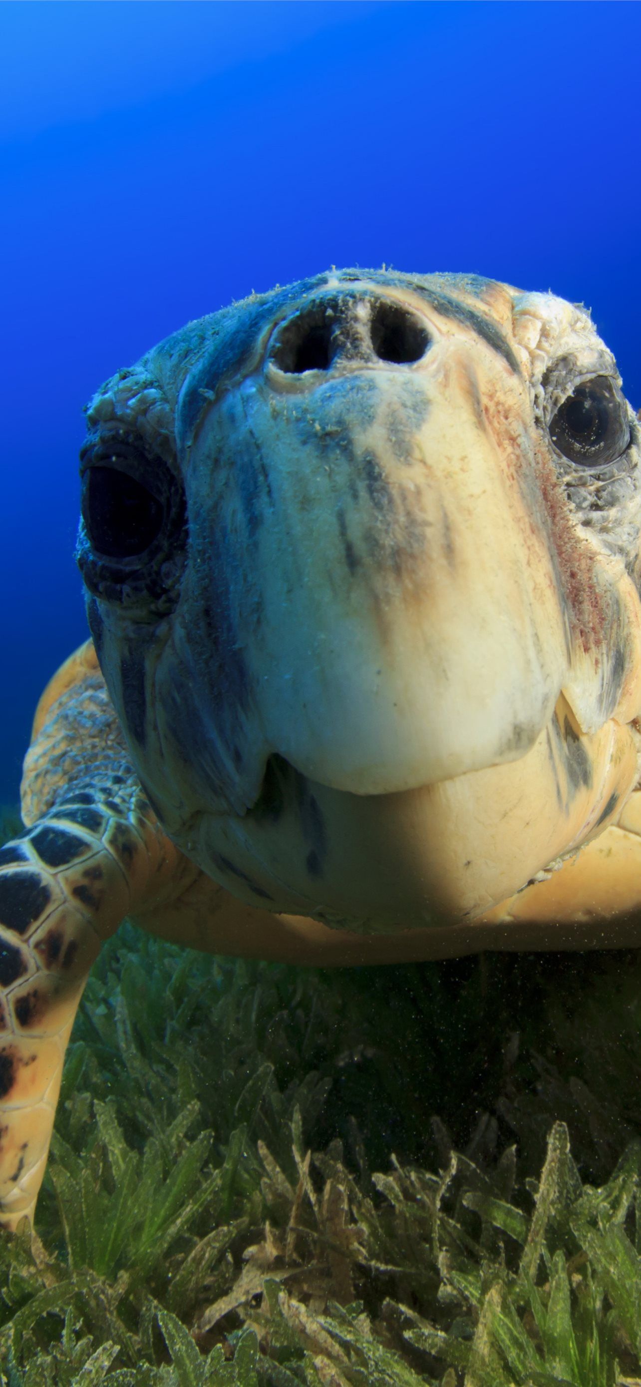 1284x2778 Hawksbill Sea Turtle Bahamas Atlantic Pacific Indi. iPhone Wallpaper Free Download