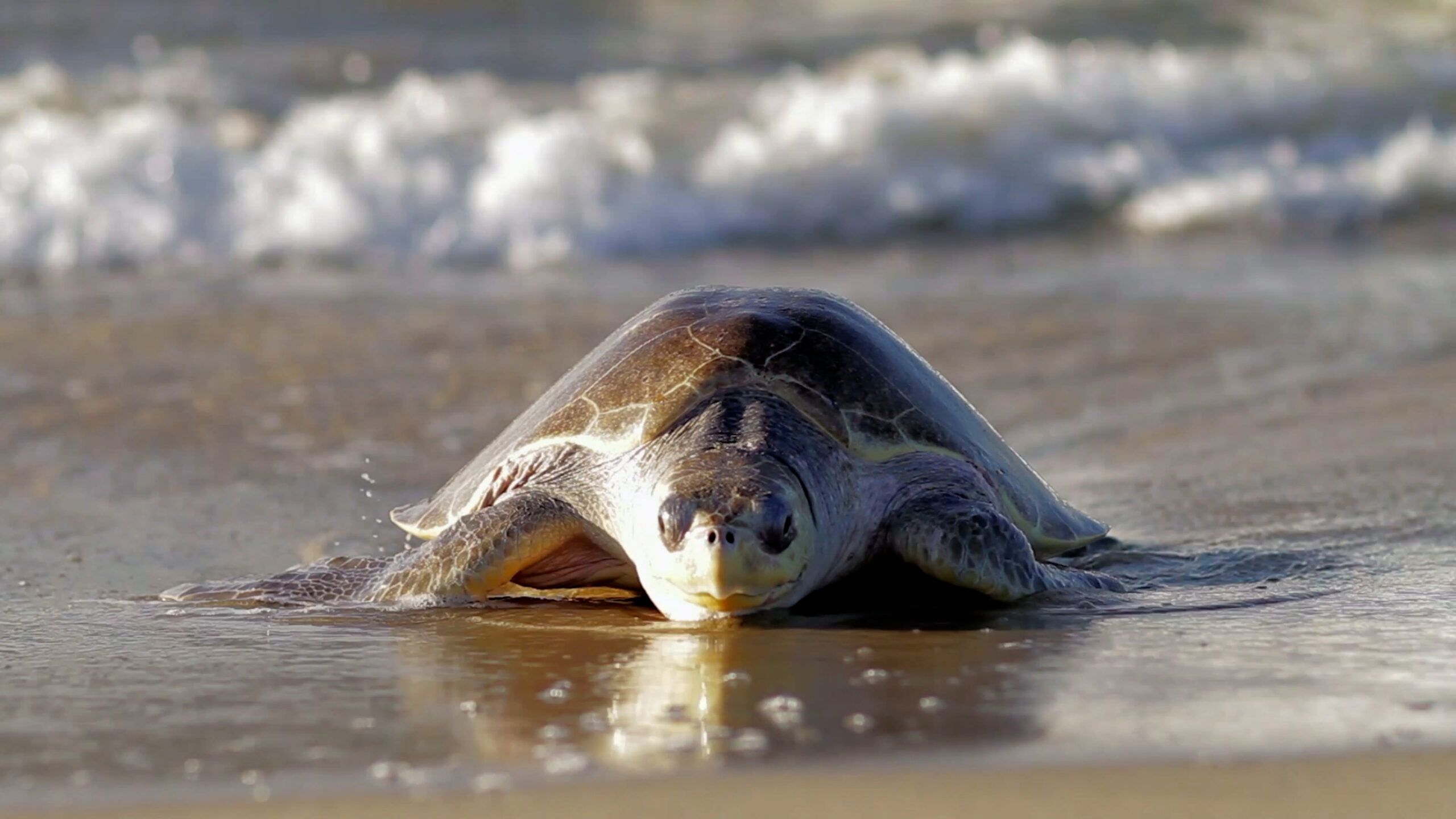 2560x1440 Do Your Part to Save Sea Turtles