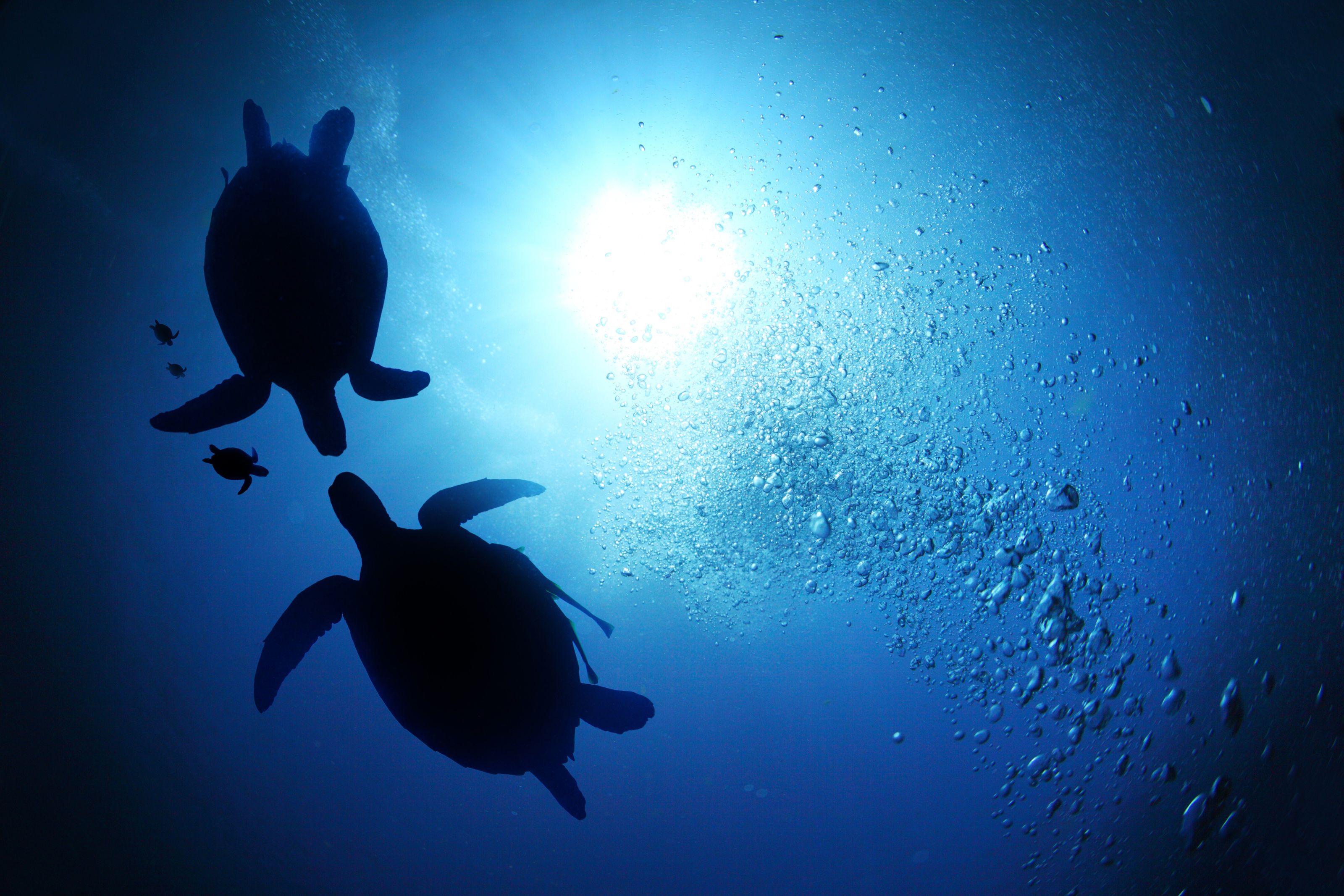 3200x2133 Sea Turtle Depths Wall Mural