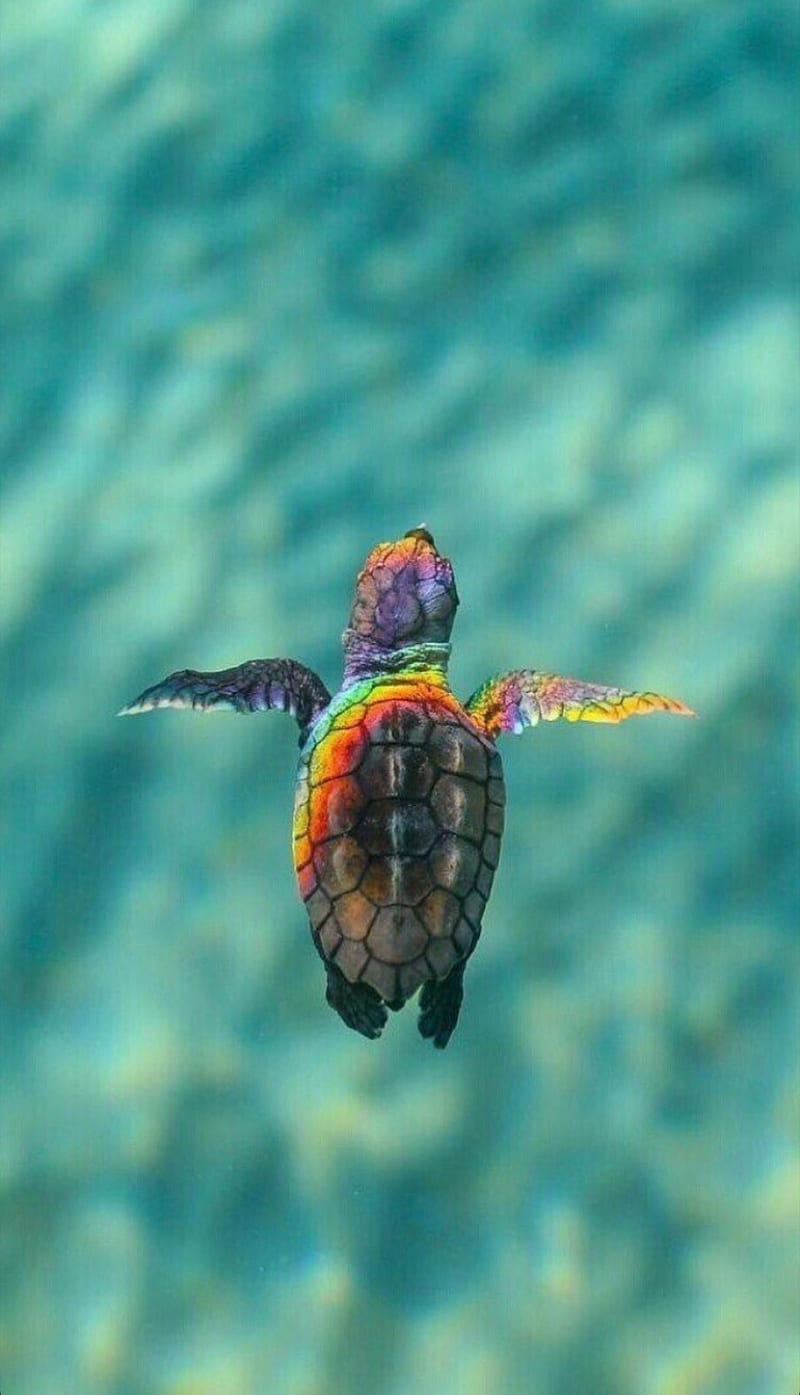 800x1395 Little turtle, beach, ocean, rainbow, sea, swimming, water, HD phone wallpaper