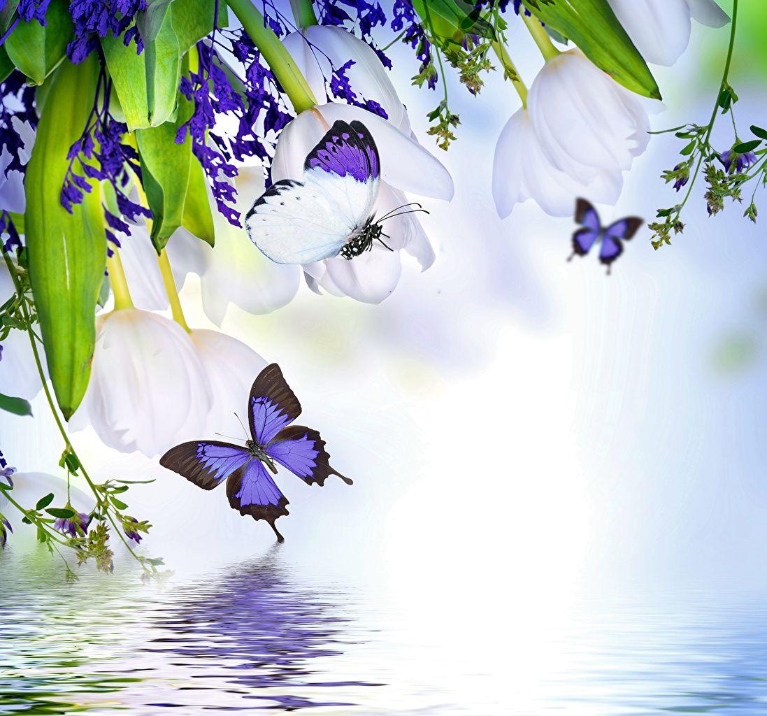 1097x1024 Picture Butterflies Flowers animal