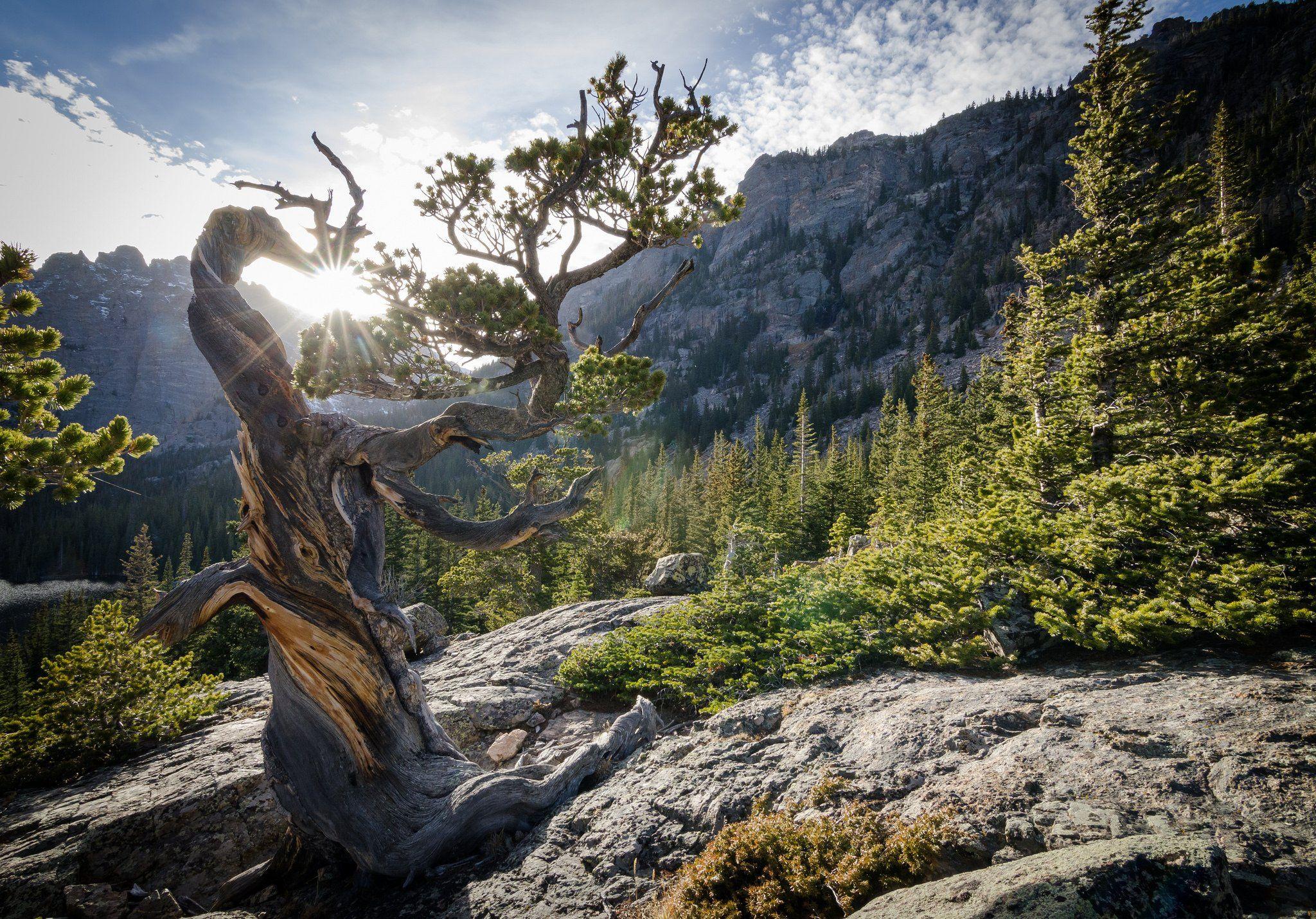 2048x1430 pinus, Longaeva, Colorado, Usa, National, Park, Rocky, Mountain