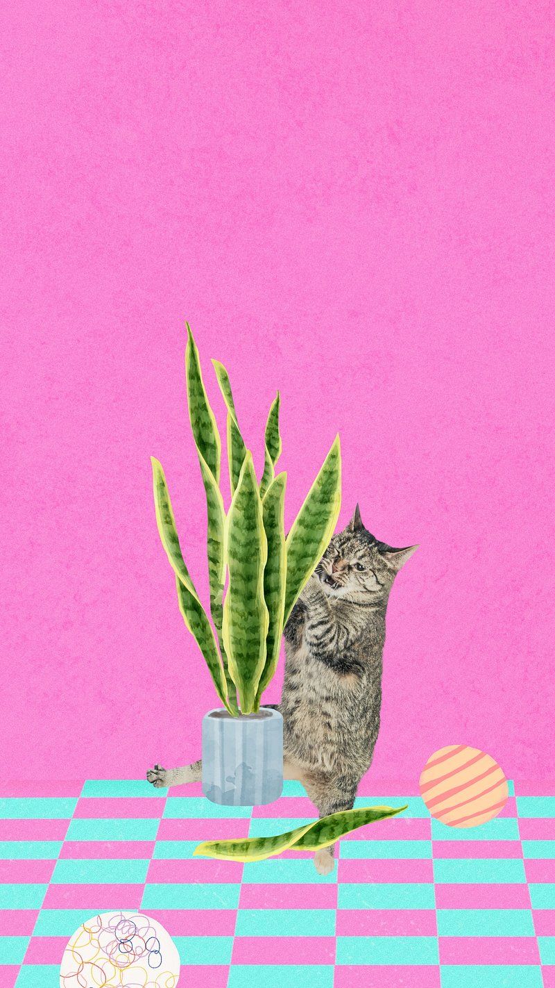 800x1422 iPhone Wallpaper Pink Wallpaper