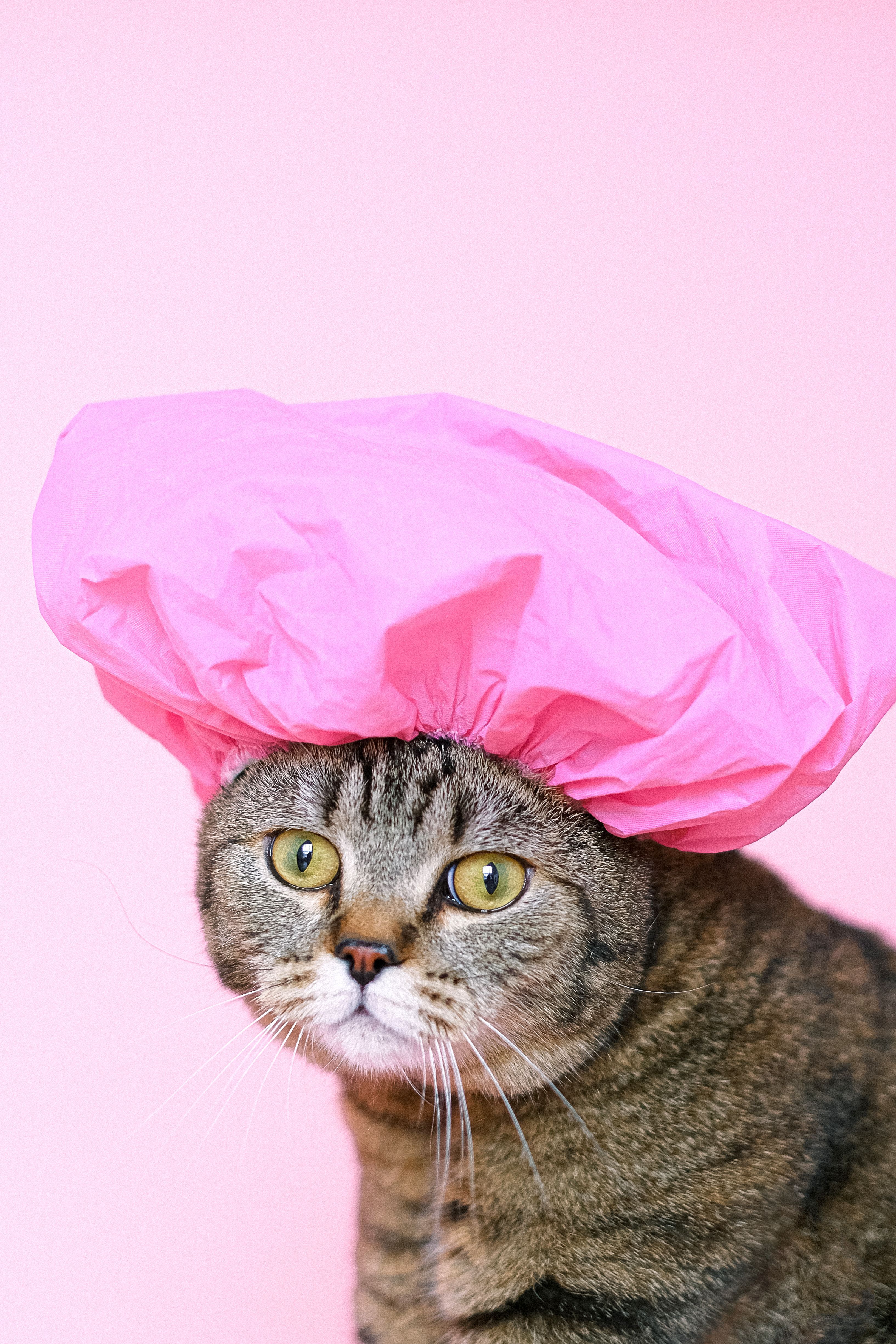 3267x4901 Funny 4k Wallpaper Photo, Download The BEST Free Funny 4k Wallpaper & HD Image