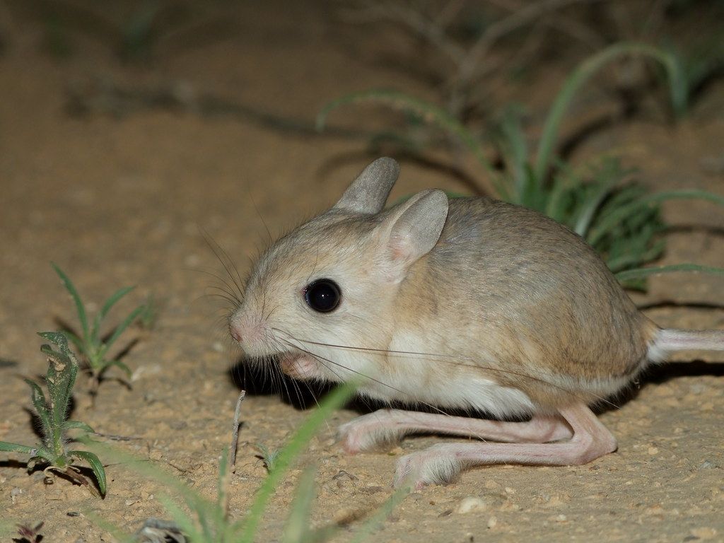 1024x768 Lesser Egyptian Jerboa (Jaculus jaculus) ירבוע מצוי