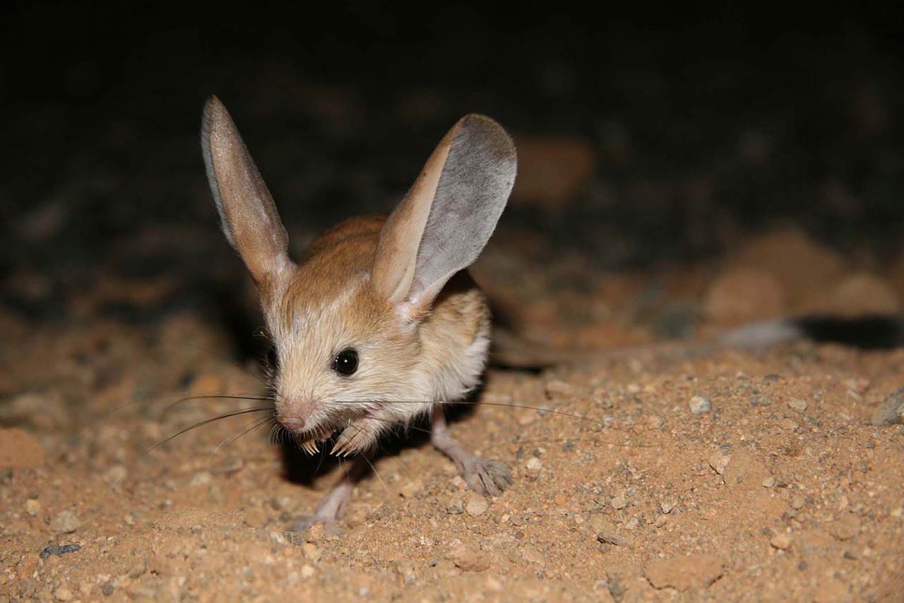 1280x854 Jerboa Wallpaper