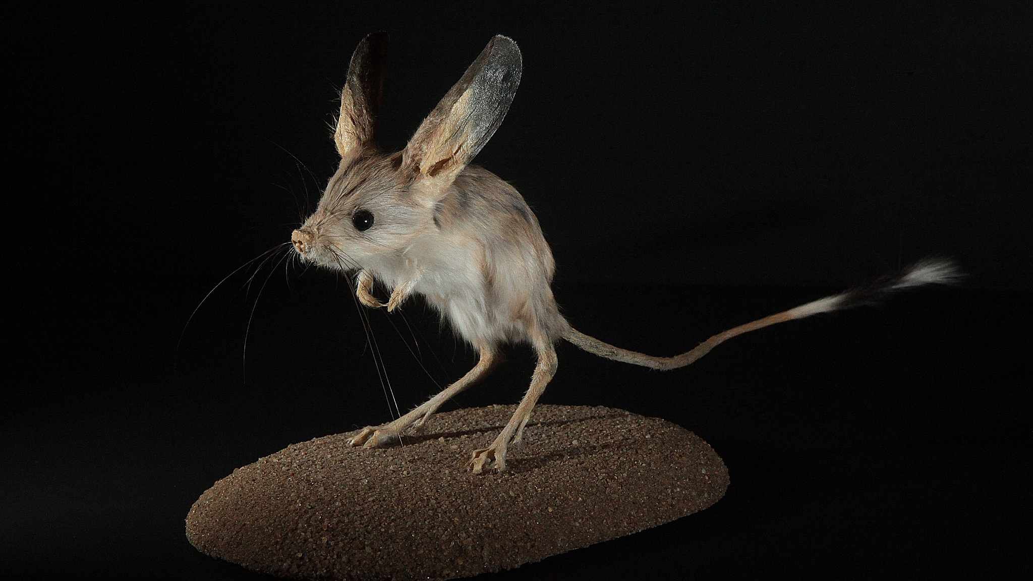 2048x1152 Long Eared Jerboa: 'Mickey Mouse' Of Chinese Deserts