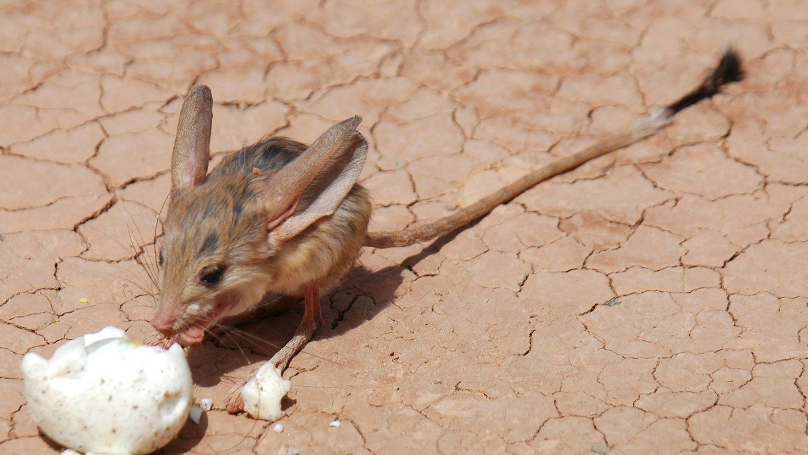 1600x900 The Long Eared, Hopping Jerboa Is The Desert's Cutest Resident