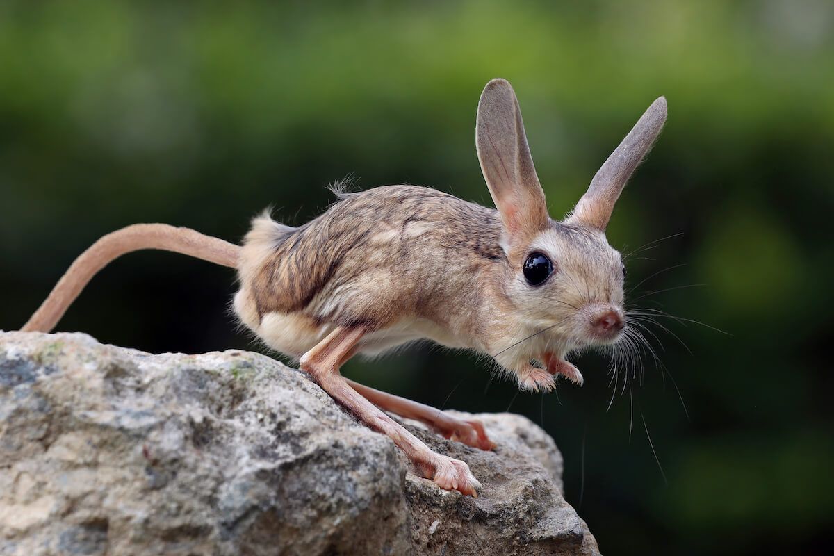 1200x800 Discover Incredibly Fun Facts about the Jerboa