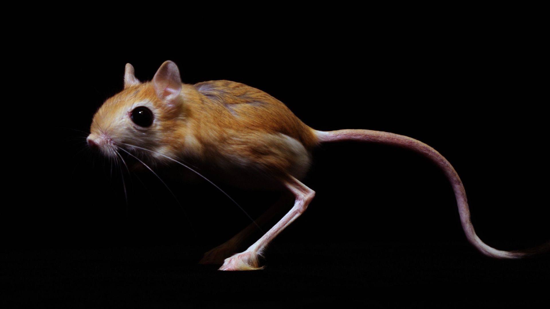 1920x1080 Jump In Jerboas!