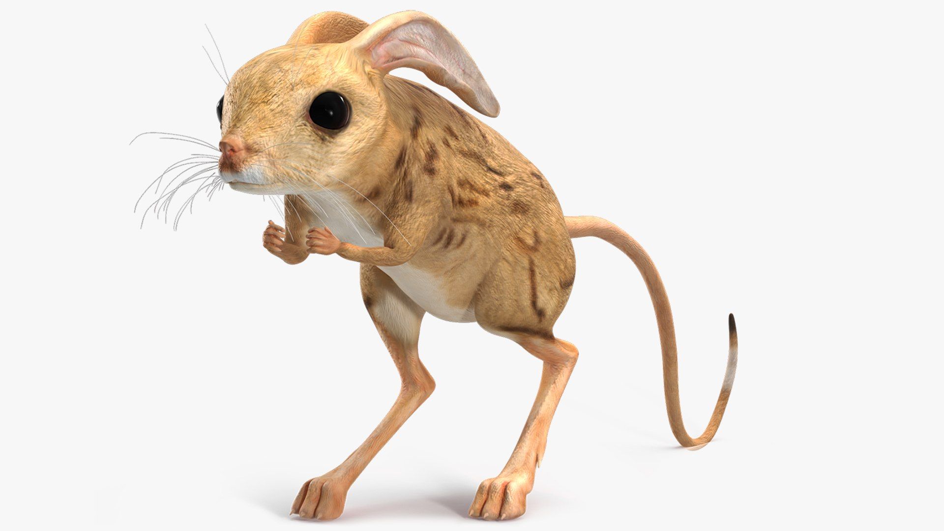 1920x1080 Desert Jerboa Rigged 3D