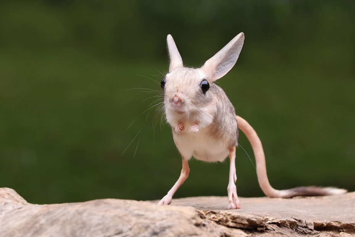 1200x800 Meet The Jerboa. It Looks Like A Cute Cross Between A 'Kancil' & A Mouse