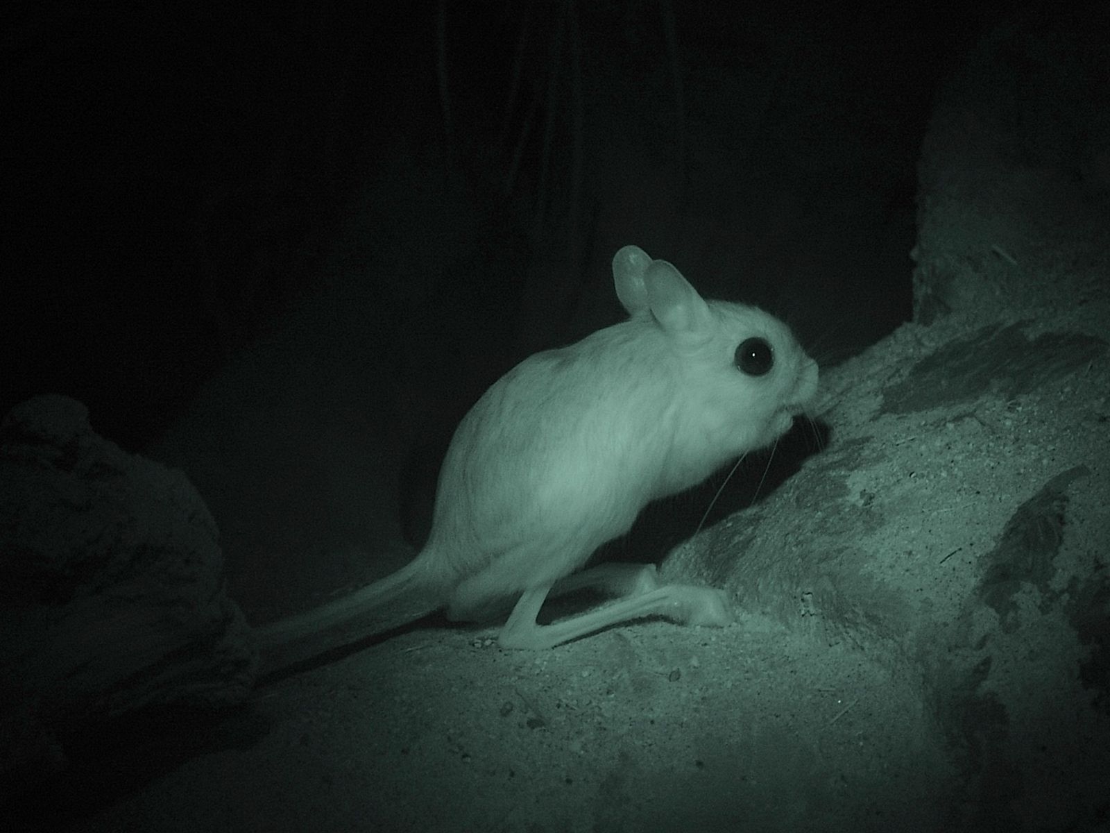 1600x1200 Long Eared Jerboa Fun Facts By Hayley Abel