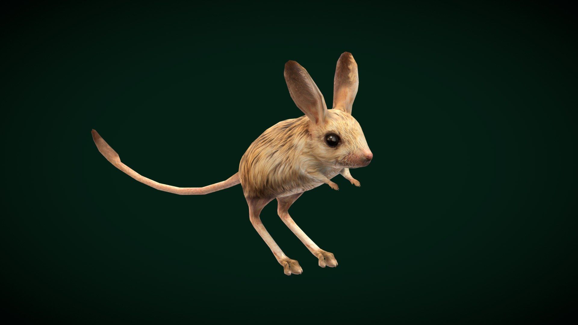1920x1080 Long Eared Jerboa Rodent