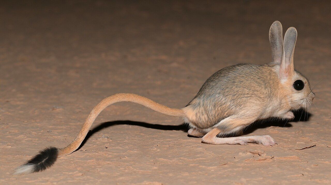 1280x718 Jerboa