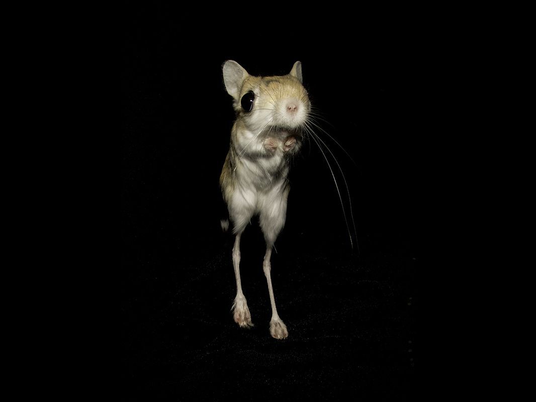 1066x800 Zigzagging Rodents Dodge Death with Unpredictable Moves