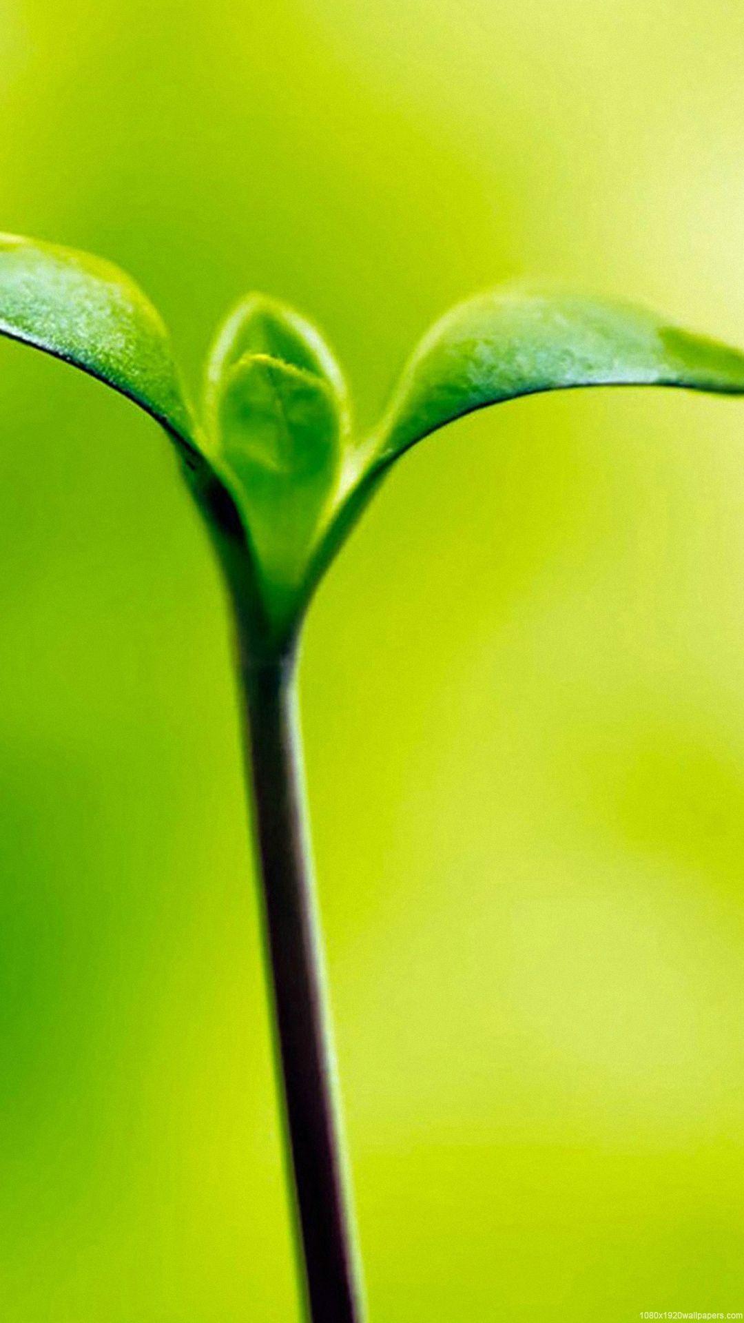 Cute Leaf Wallpapers Top Free Cute Leaf Backgrounds WallpaperAccess