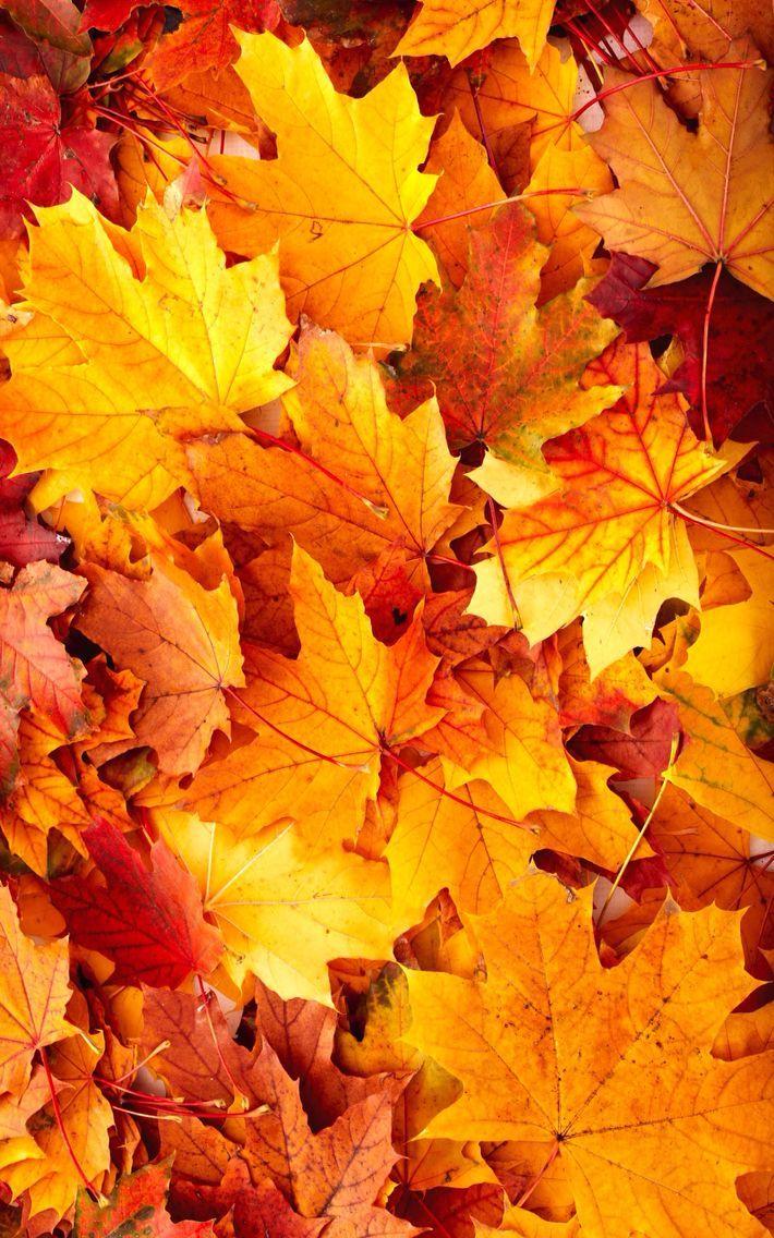 Cute Leaf Wallpapers Top Free Cute