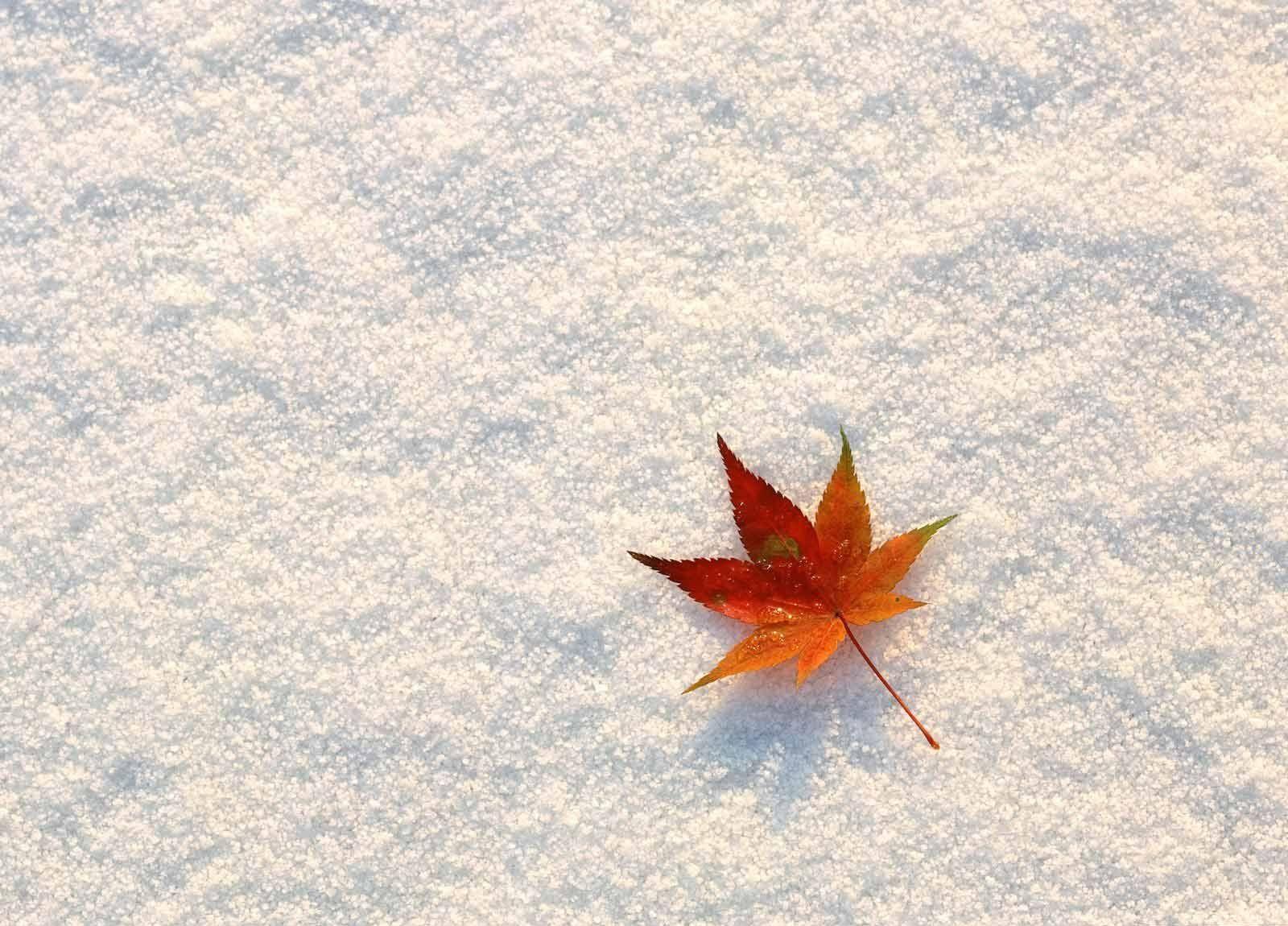 1600x1150 Free download fall wallpaper cute HD Desktop Wallpaper
