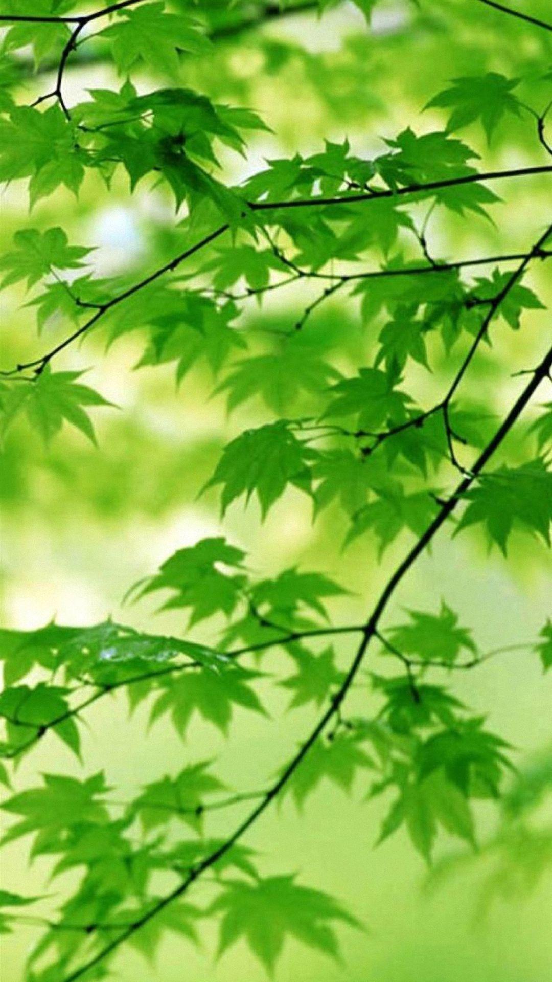 Cute Leaf Wallpapers - Top Free Cute Leaf Backgrounds - WallpaperAccess