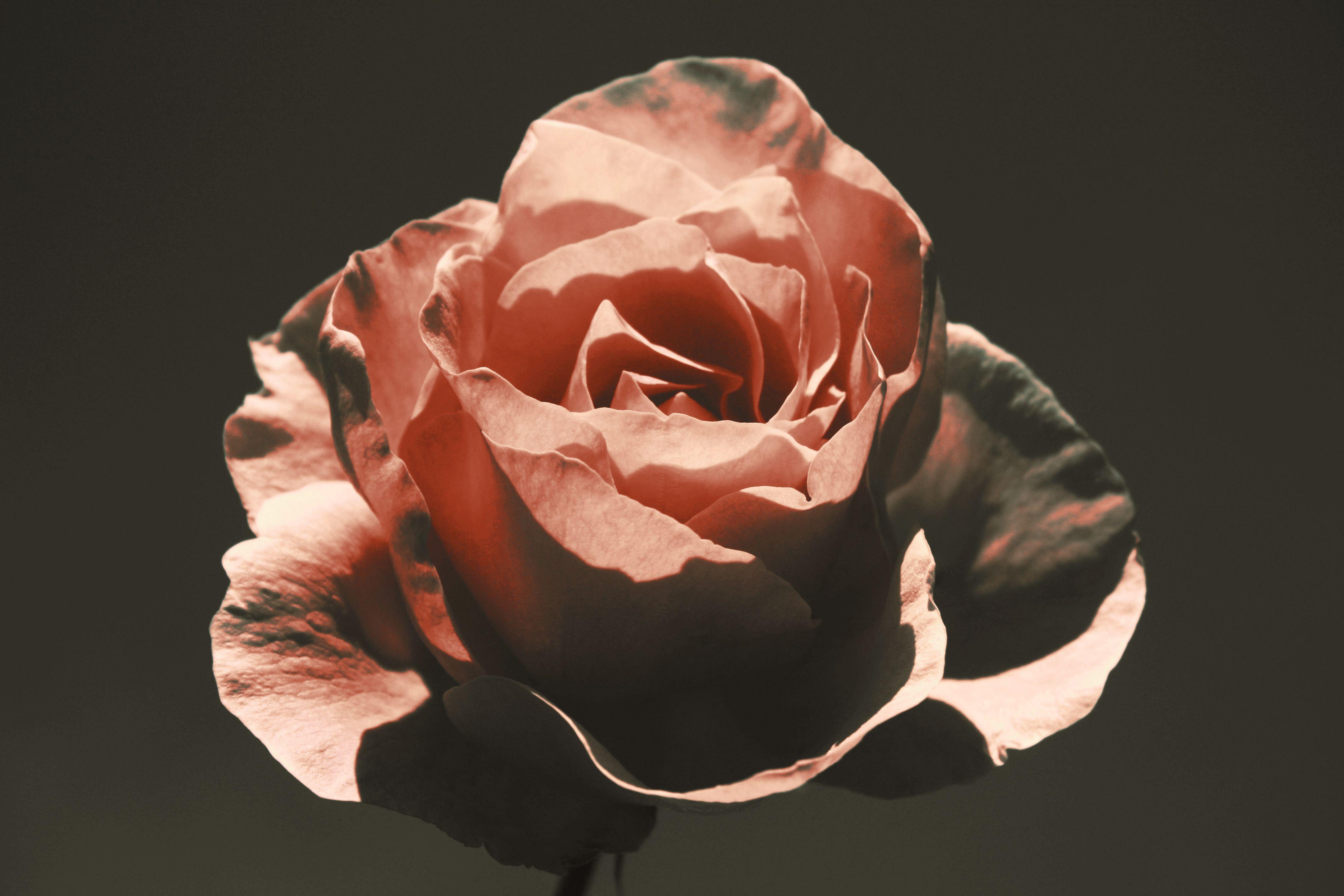 PixLith - Antique Rose Wallpaper