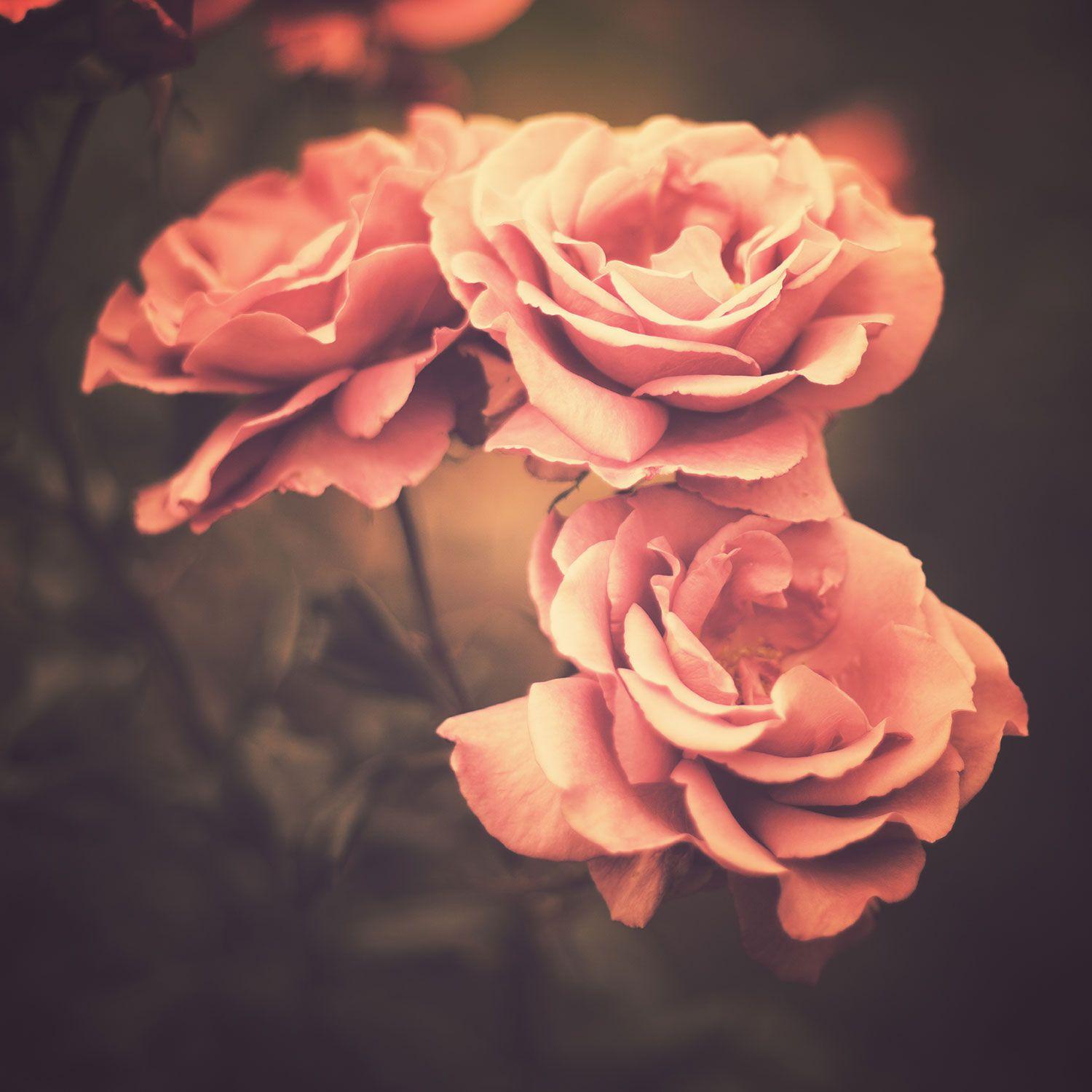 Hình nền hoa hồng cổ điển là lựa chọn hoàn hảo cho những tín đồ yêu hoa. Nó tuyệt đẹp, tinh tế và tạo cho không gian máy tính của bạn không khí lãng mạn và nữ tính. Truy cập ngay để thưởng thức những tác phẩm hình ảnh đẹp nhất!