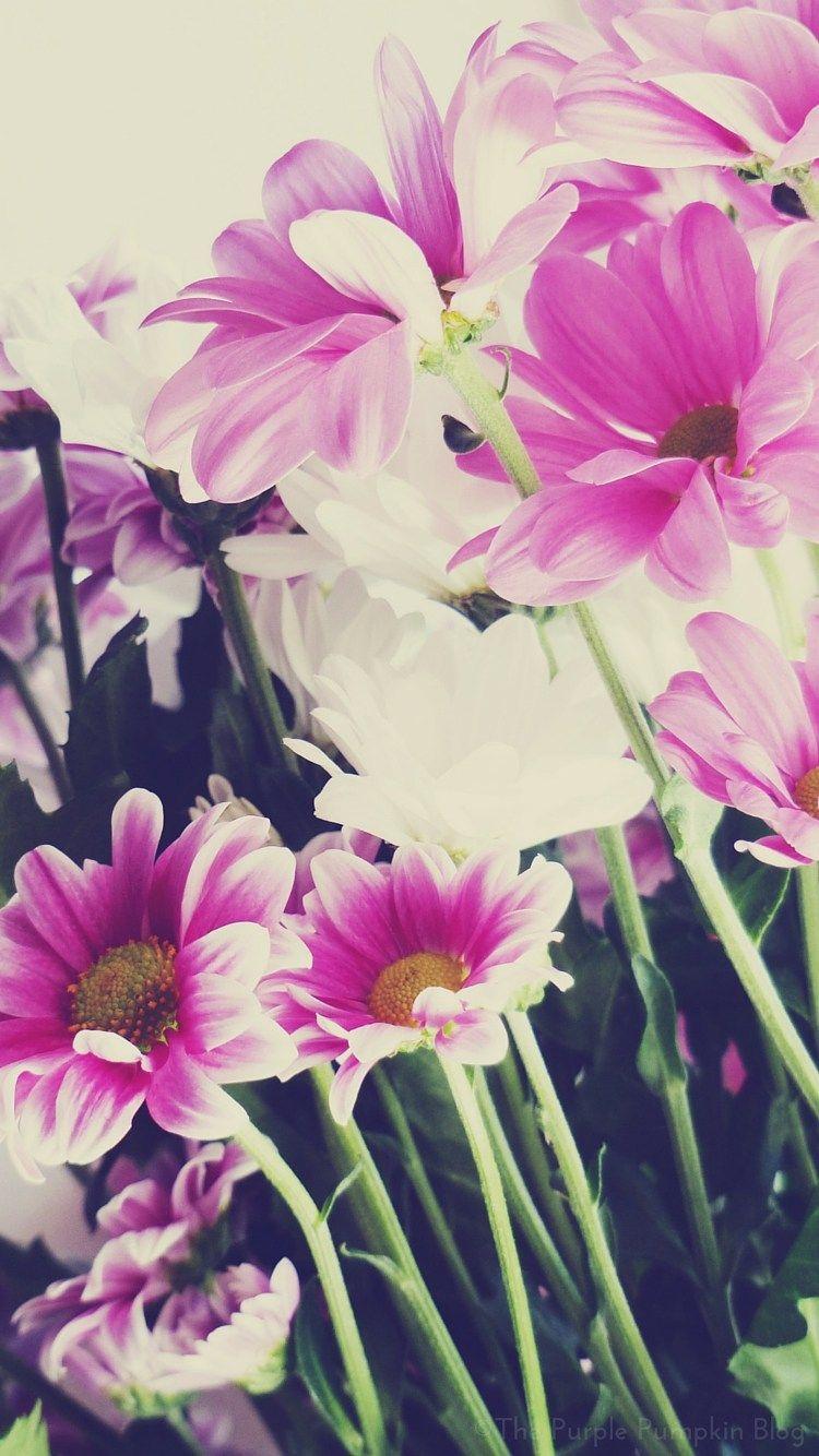 iPhone Floral Wallpapers Top Free iPhone Floral Backgrounds