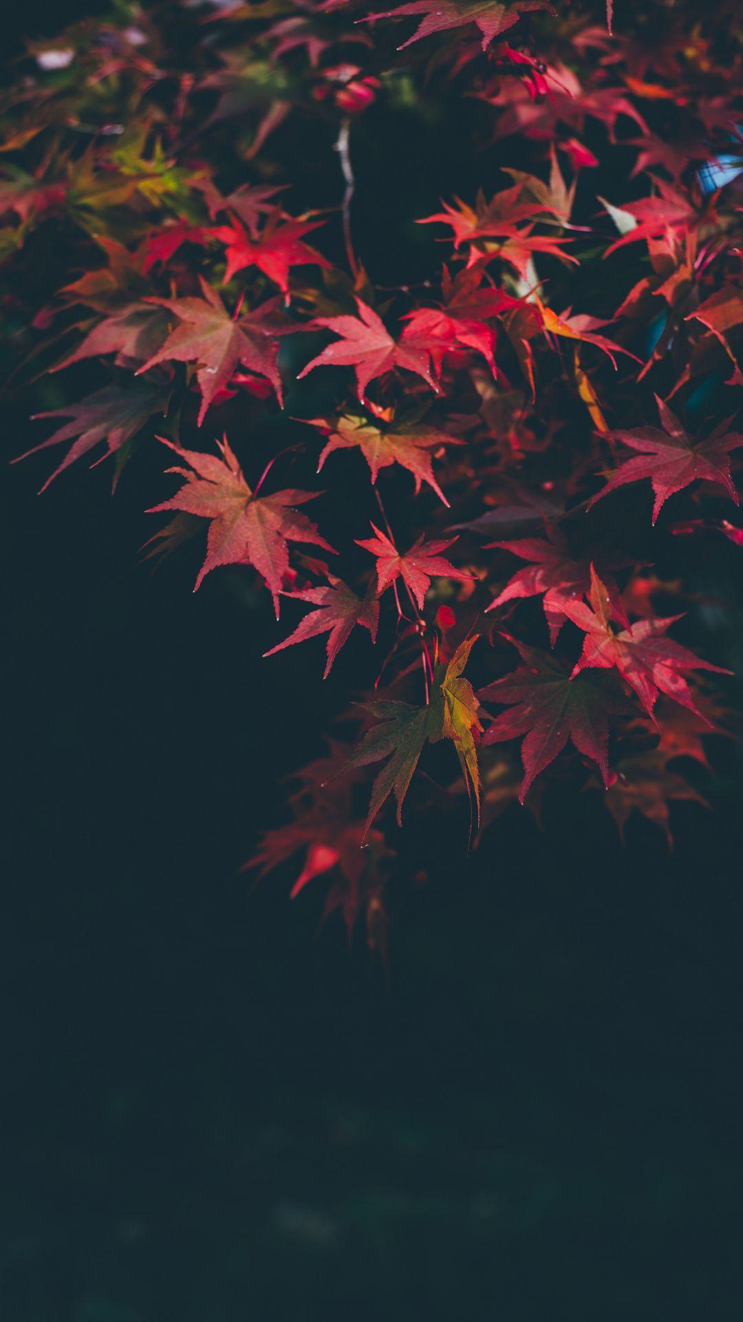 1080x1920 Red Autumnal iPhone Wallpaper