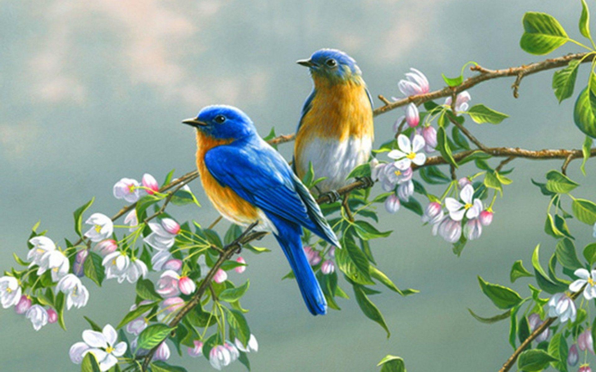 1920x1200 Birds Desktop Wallpaper