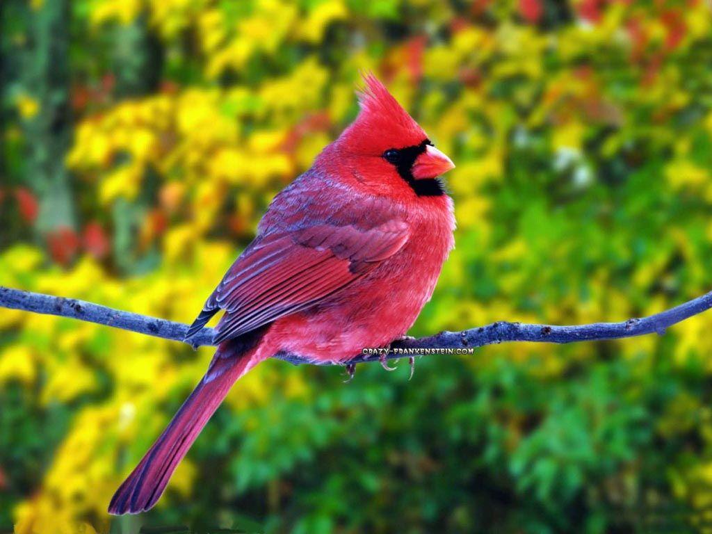 1024x768 Bird Wallpaper for Computer