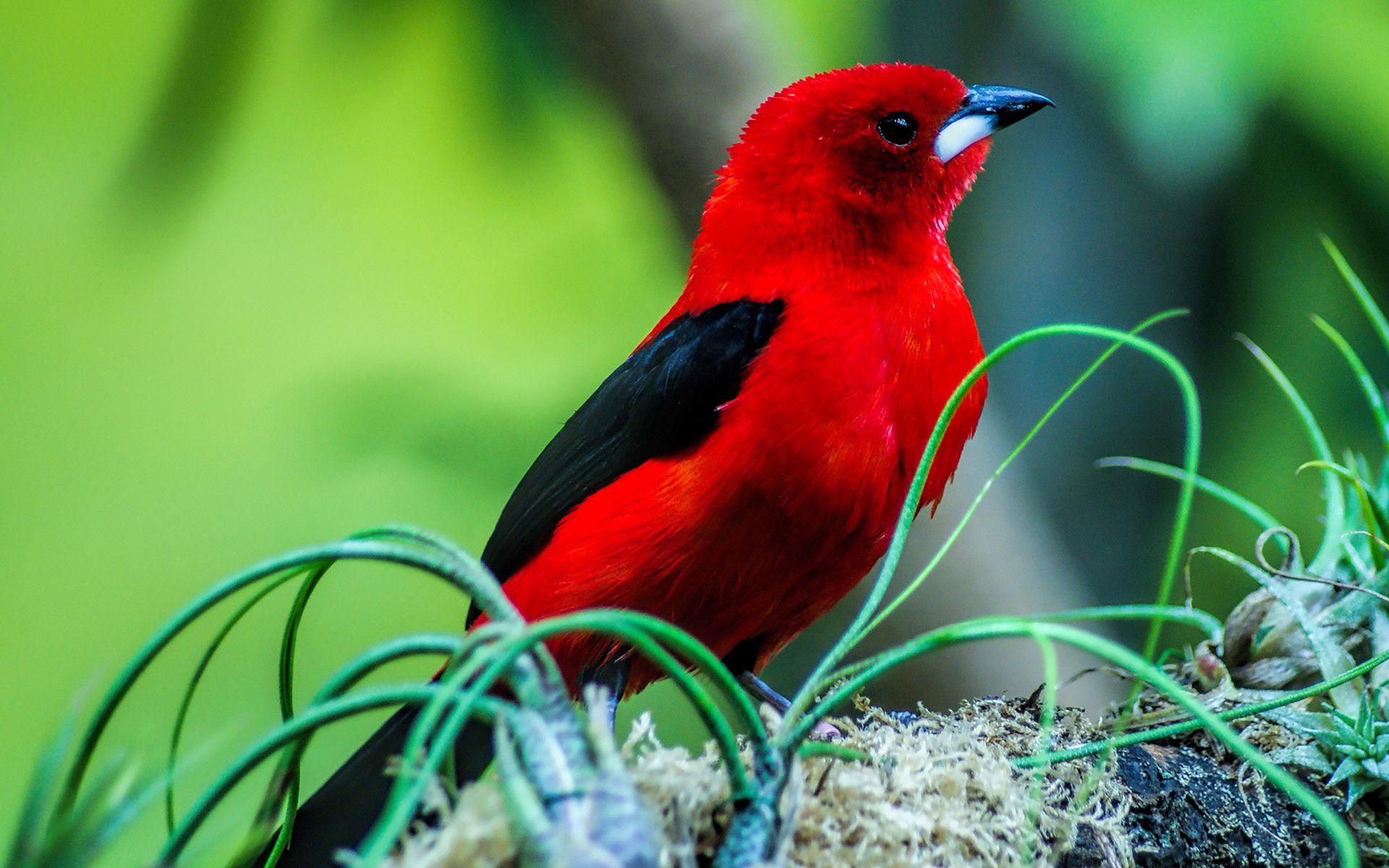 1920x1200 Bird Wallpaper