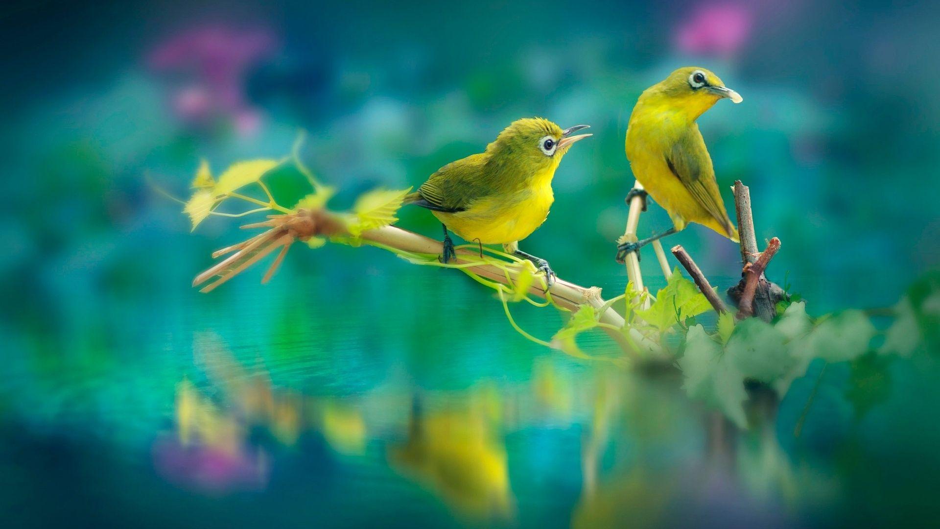 1920x1080 Beautiful Birds Laptop Full HD 1080P HD 4k Wallpaper