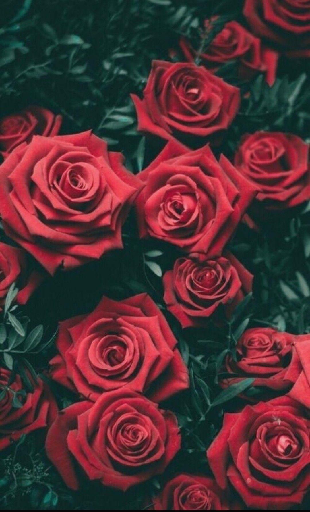 tumblr roses backgrounds