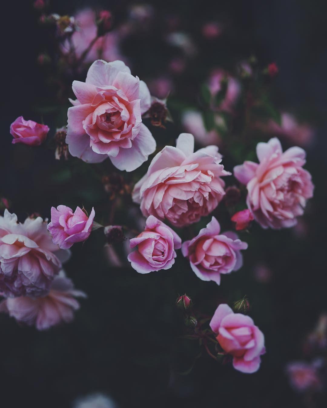 Tumblr Roses HD Wallpapers - Top Free Tumblr Roses HD Backgrounds ...